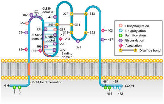 コントロールＲＯＭ　ＣＲ−ＭＥＲ CR-MER The Past and Present Lives of the Intraocular Transmembrane