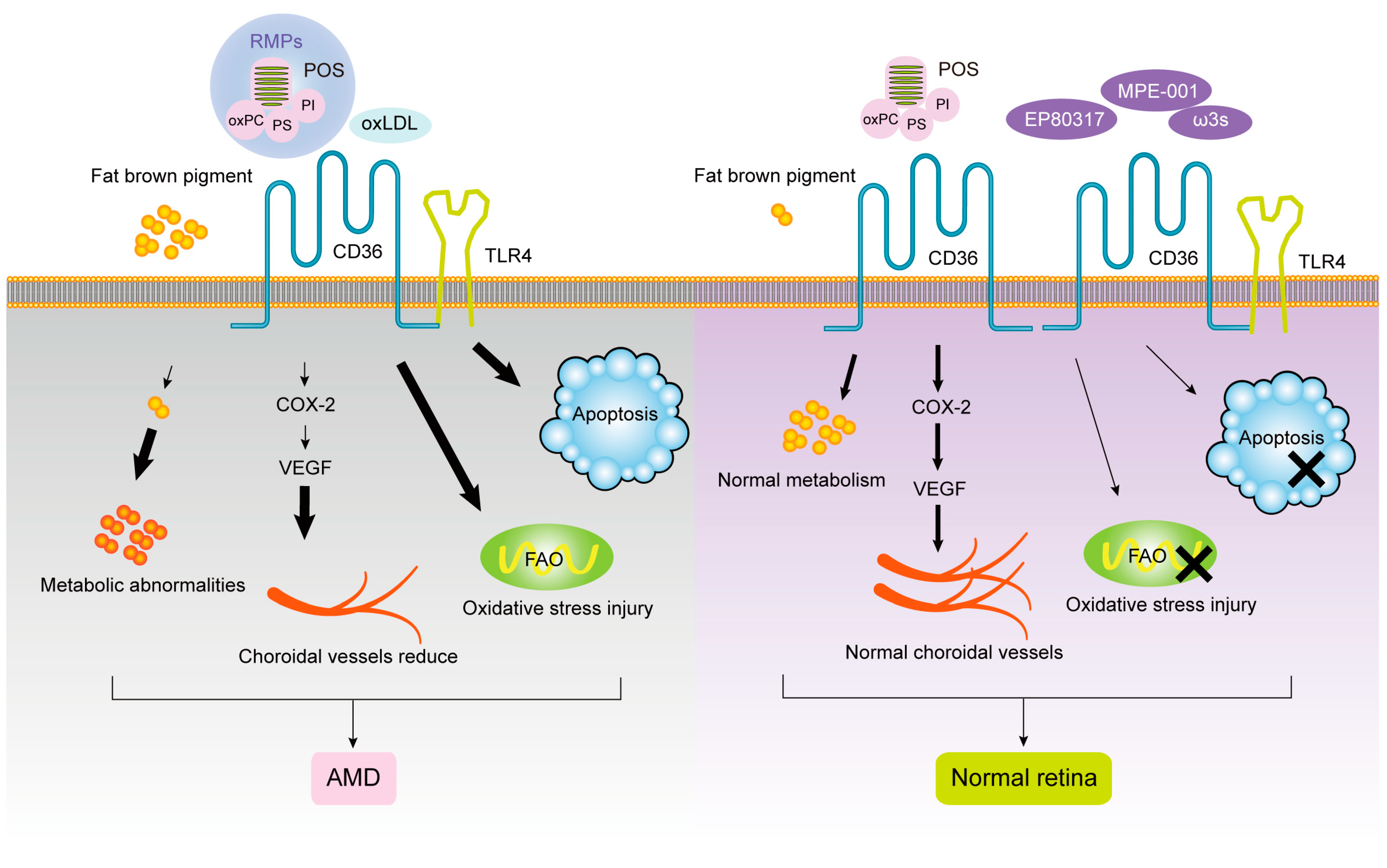 Cells 12 00171 g002 Cells 12 00171 g002