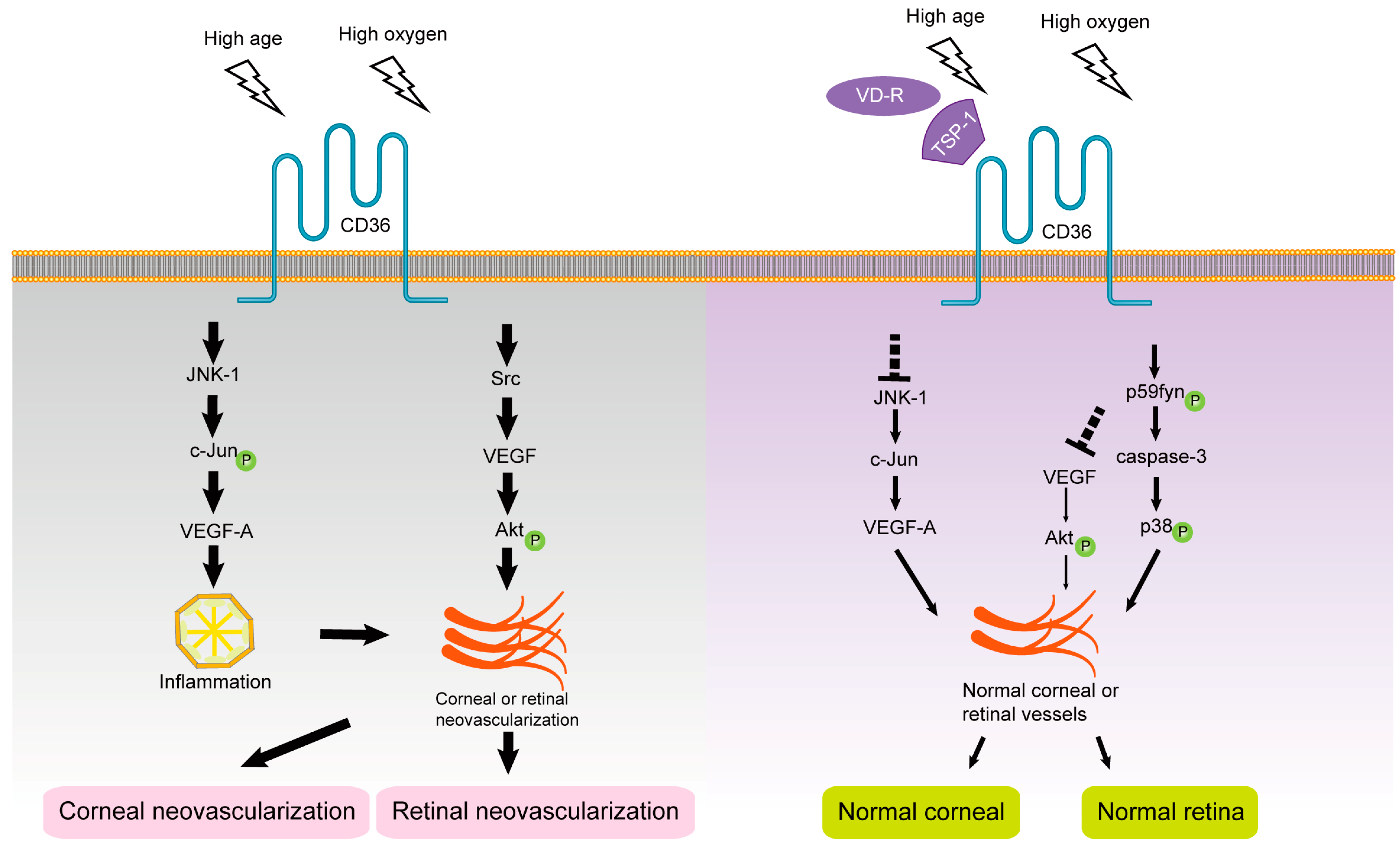 Cells 12 00171 g004 Cells 12 00171 g004