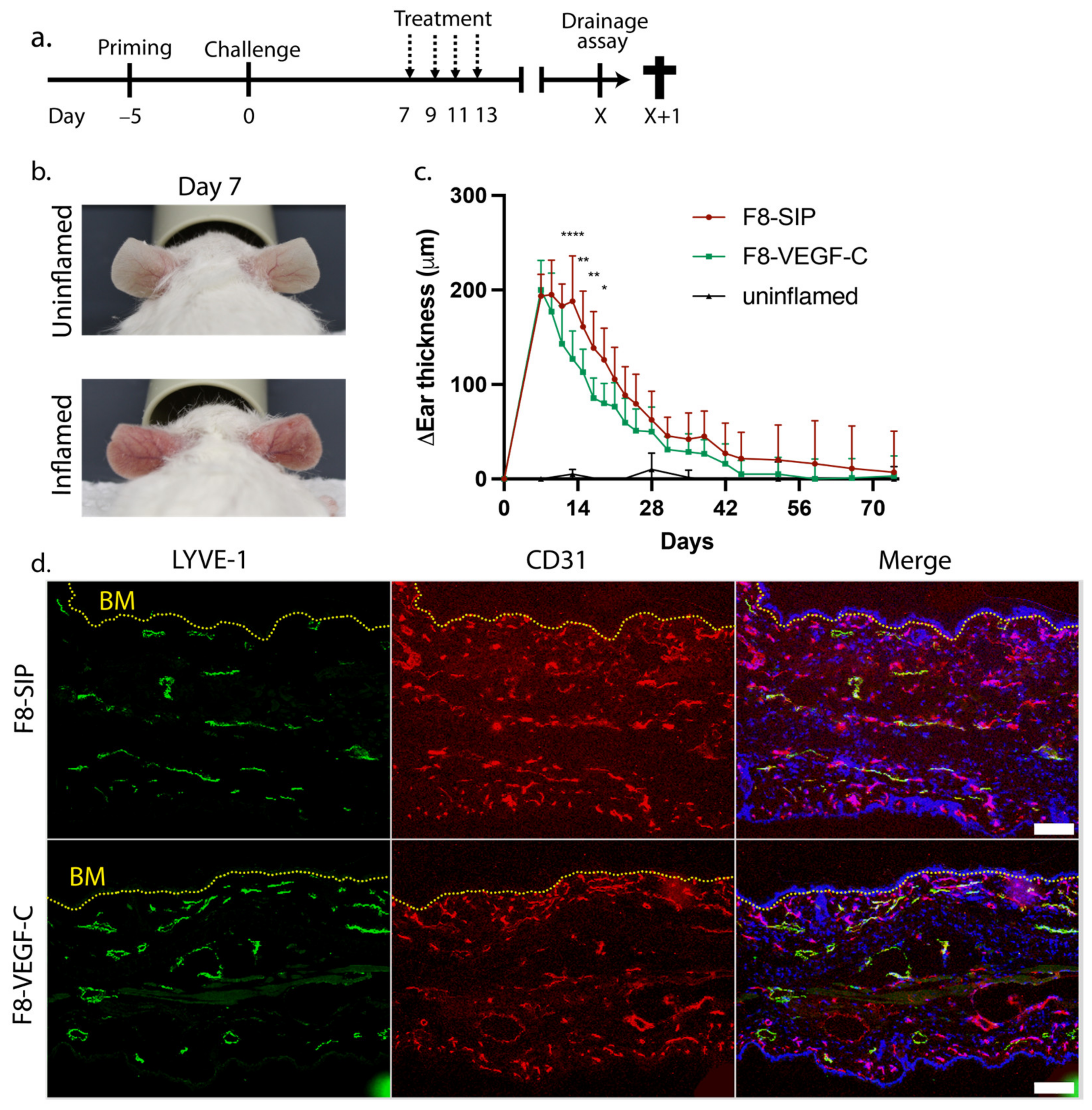Cells 12 00172 g001a Cells 12 00172 g001a