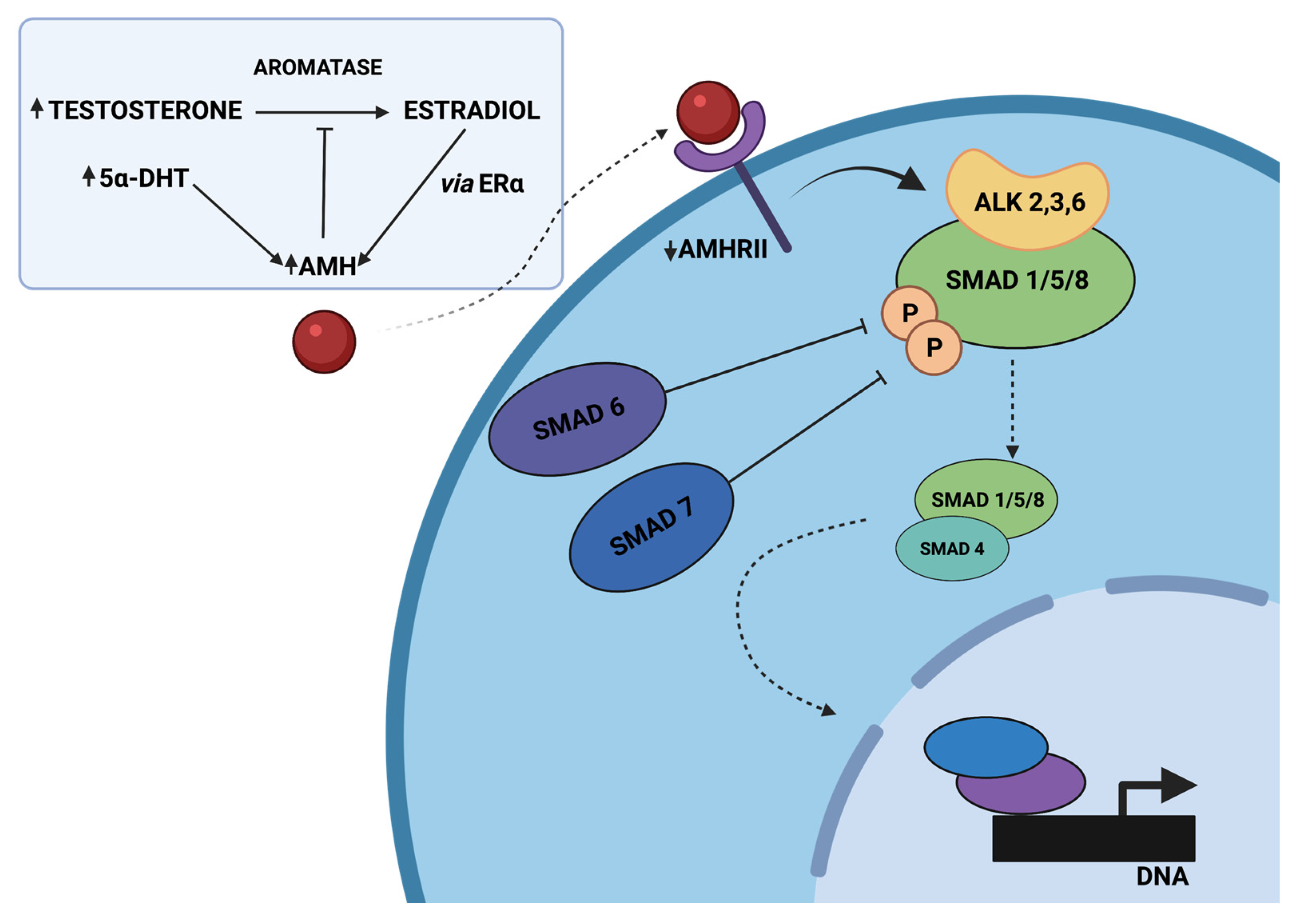 Cells 12 00174 g002 Cells 12 00174 g002