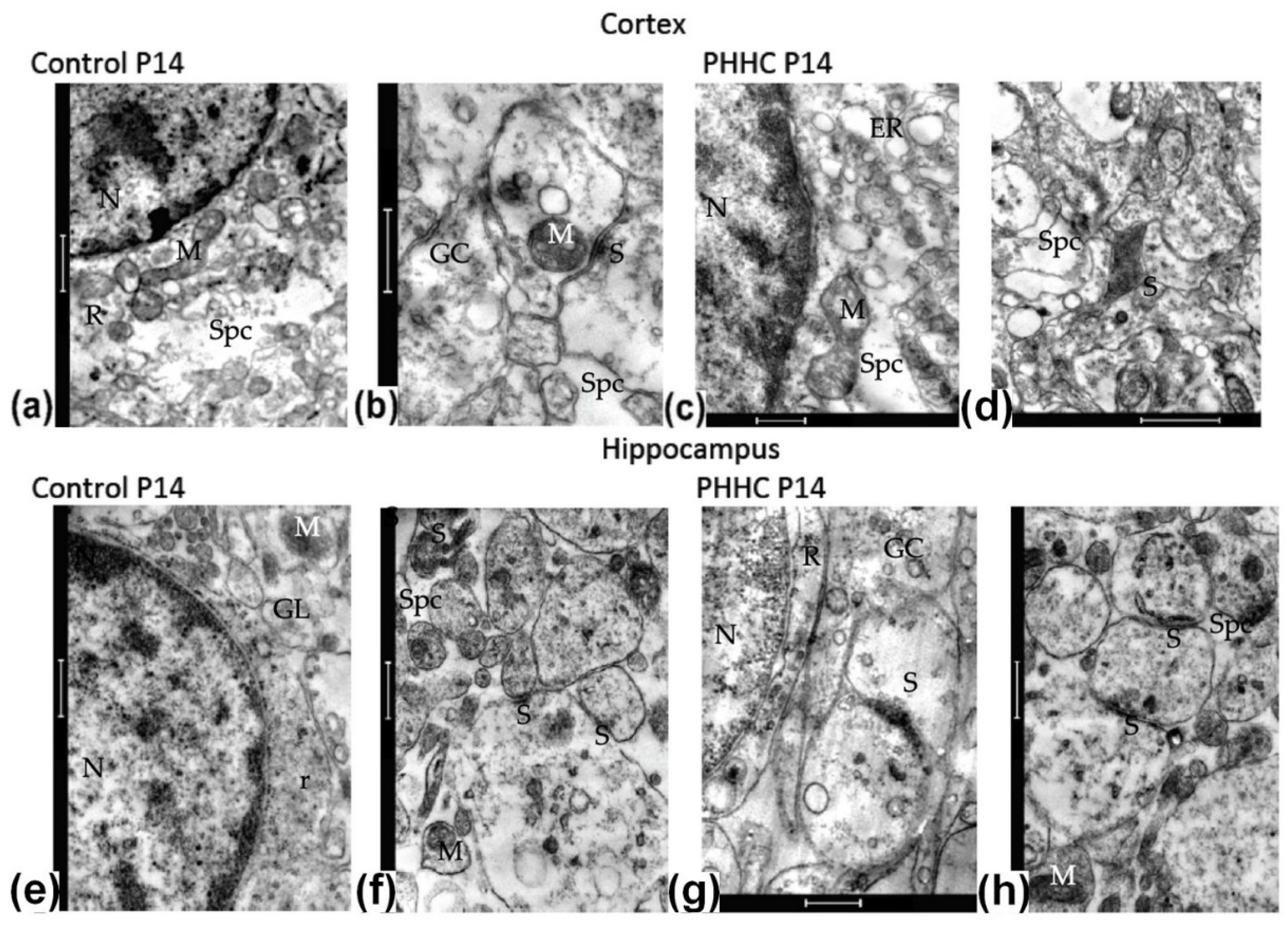 Cells 12 00189 g005 Cells 12 00189 g005