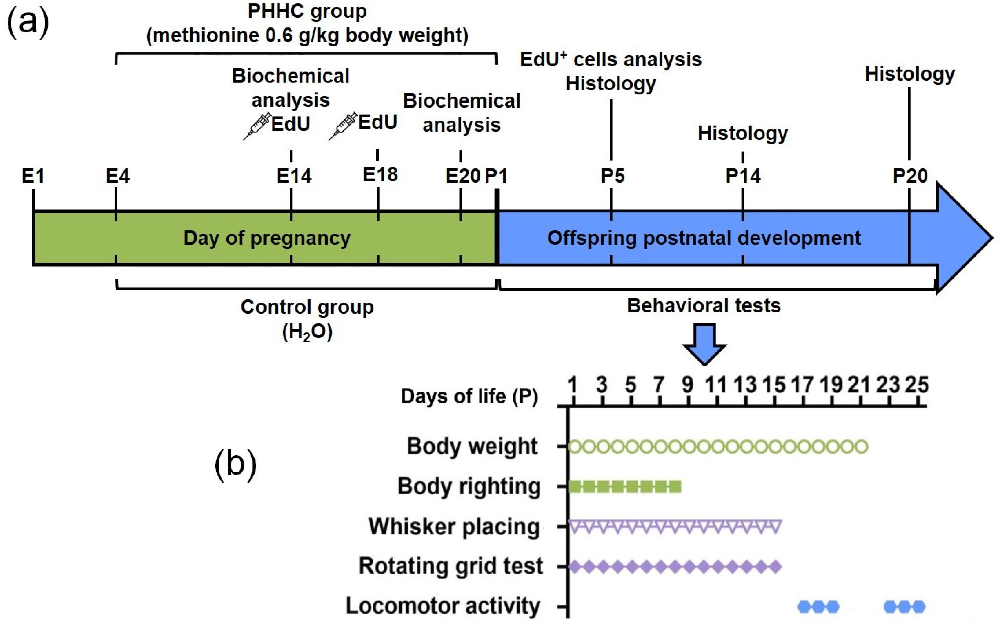 Cells 12 00189 sch001 Cells 12 00189 sch001