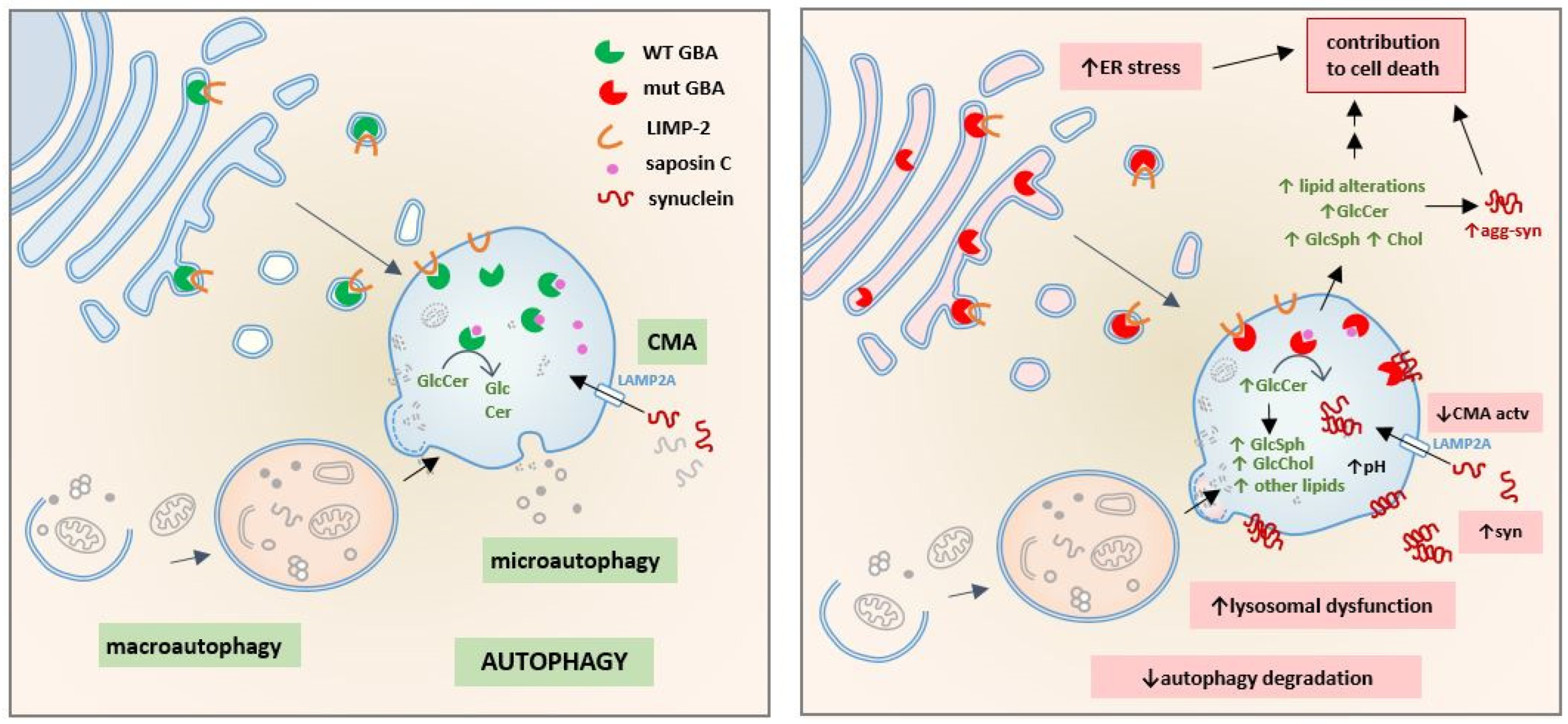 Cells Free Full-Text The Consequences of GBA Deficiency in the Autophagyandndash;Lysosome System in Parkinsonandrsquo;s Disease Associated with image