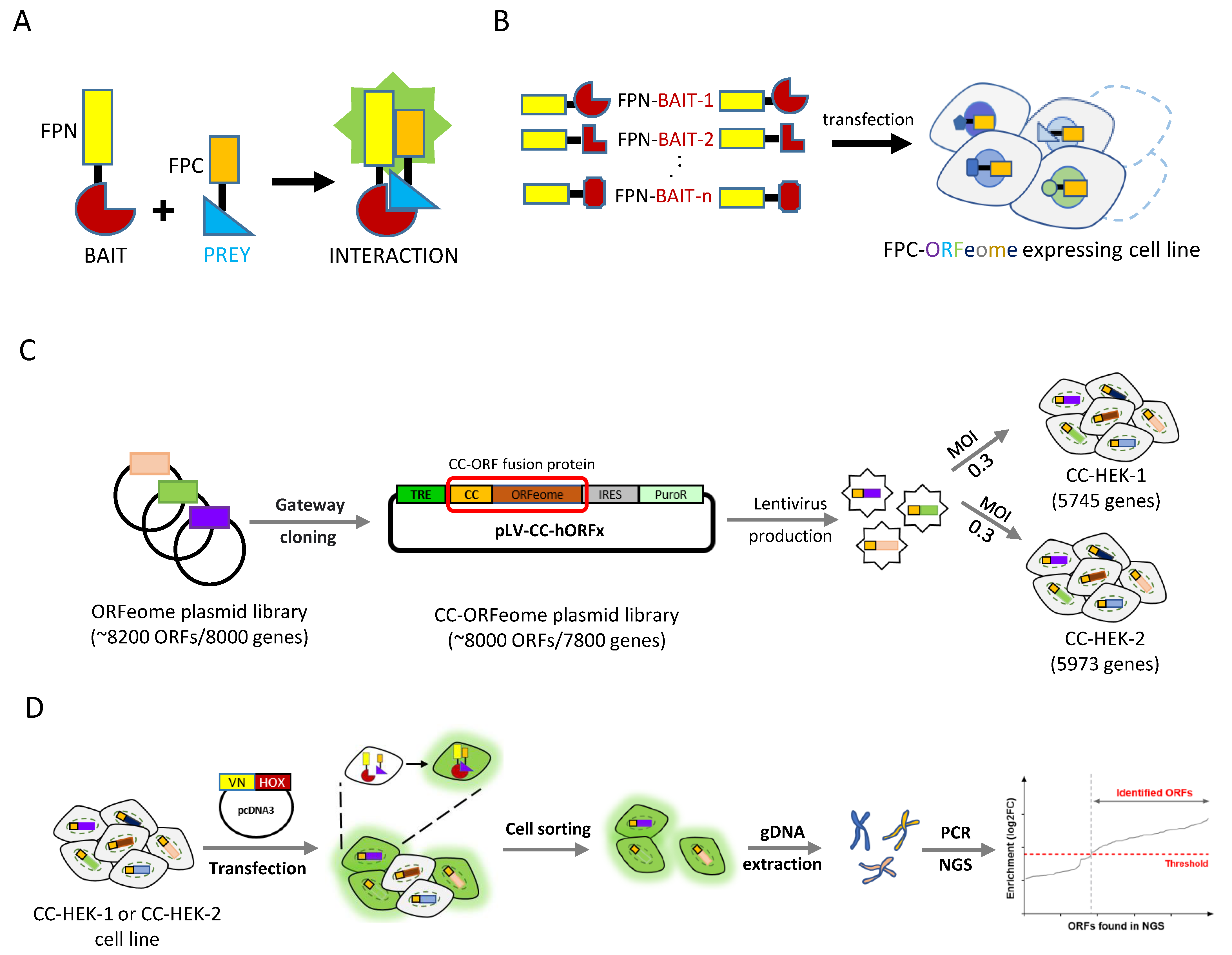 Cells Free FullText A Live Cell Protein Complementation Assay for