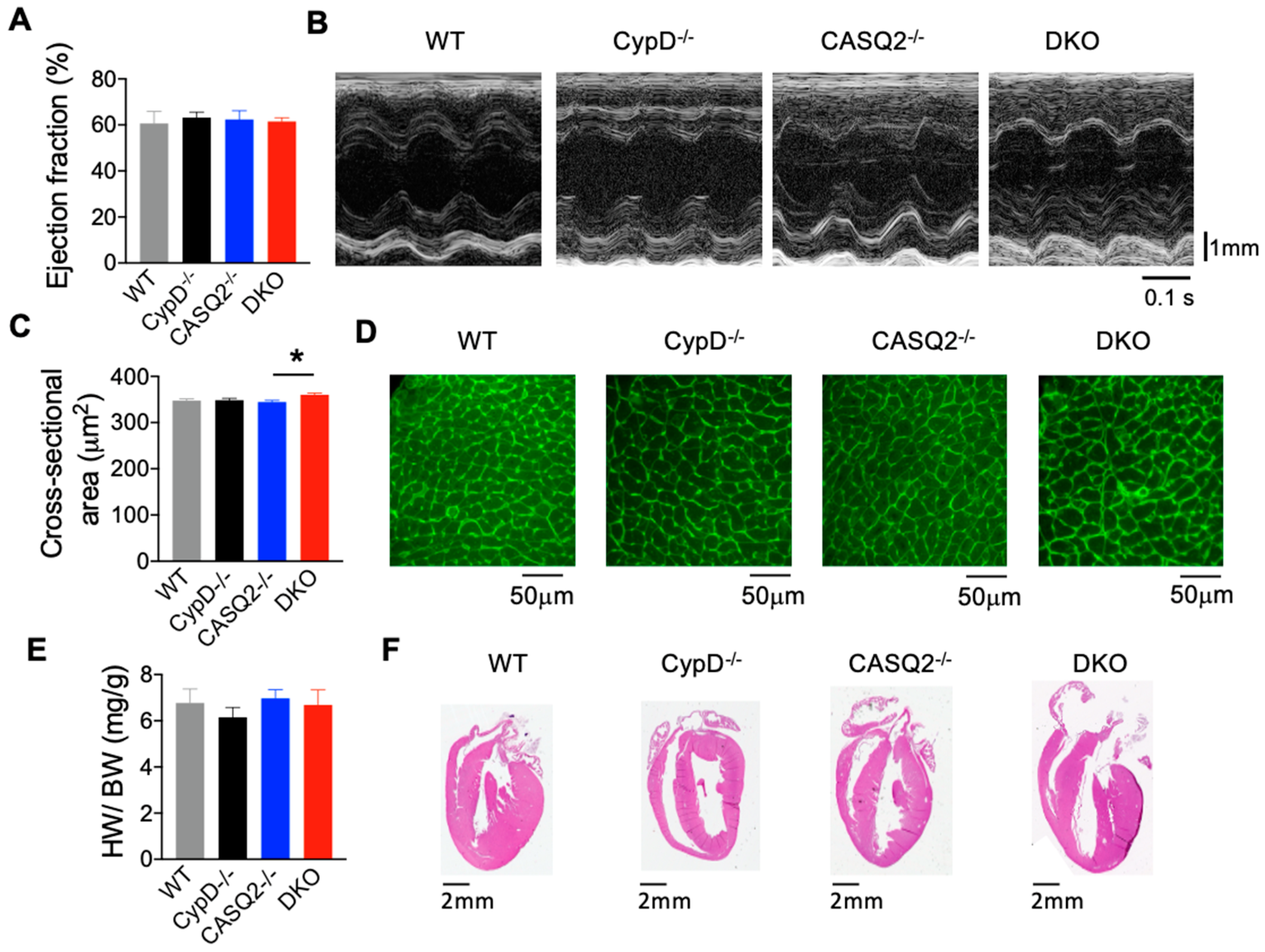 Cells 12 00204 g001 Cells 12 00204 g001