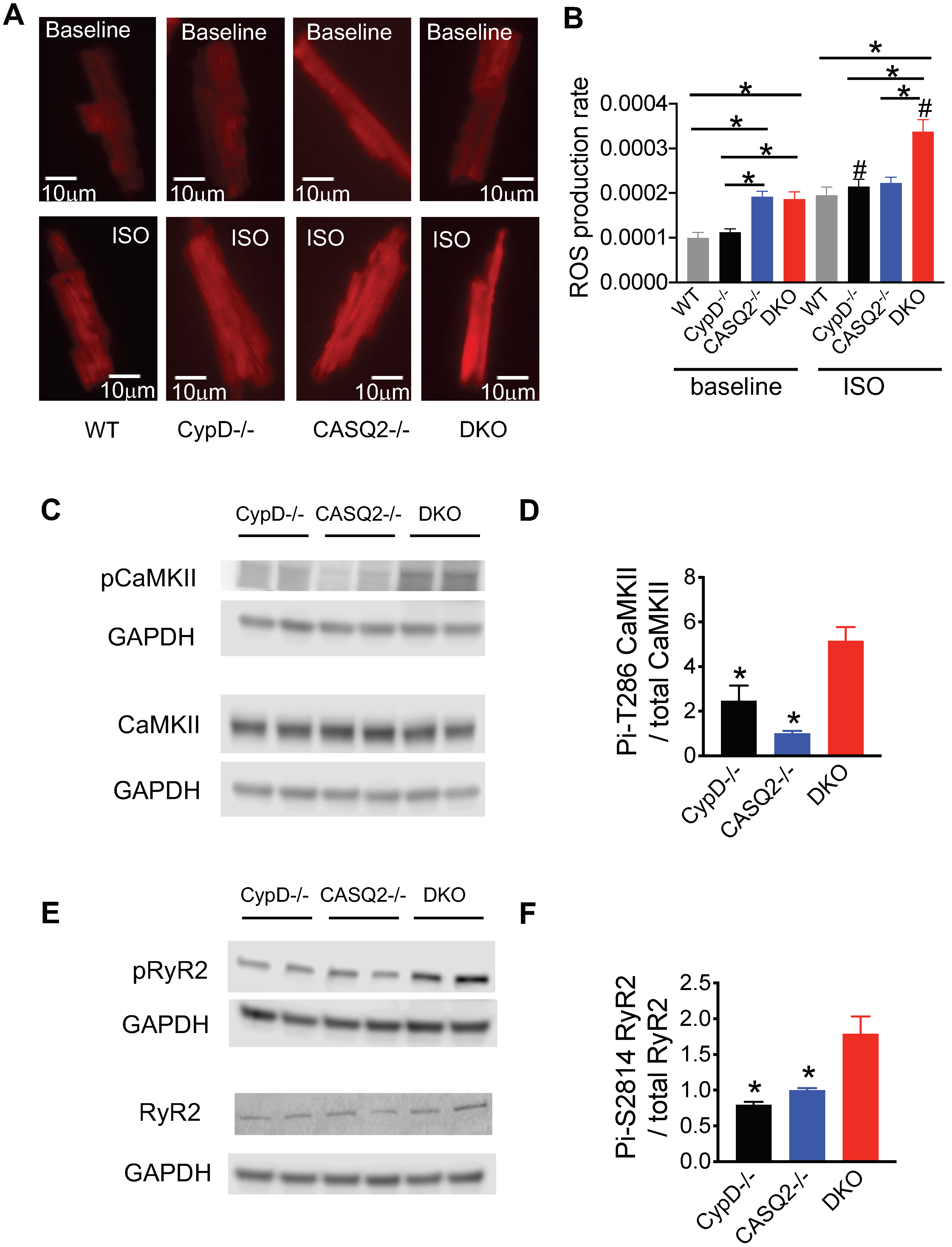 Cells 12 00204 g003 Cells 12 00204 g003