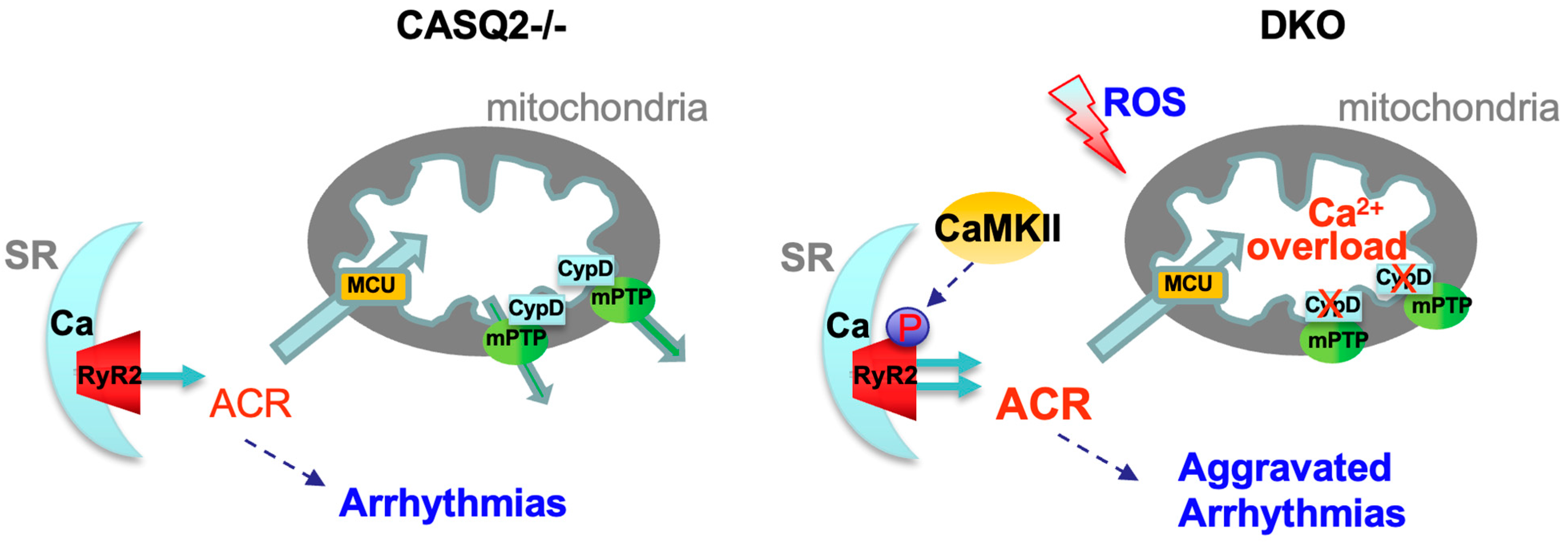 Cells 12 00204 g005 Cells 12 00204 g005