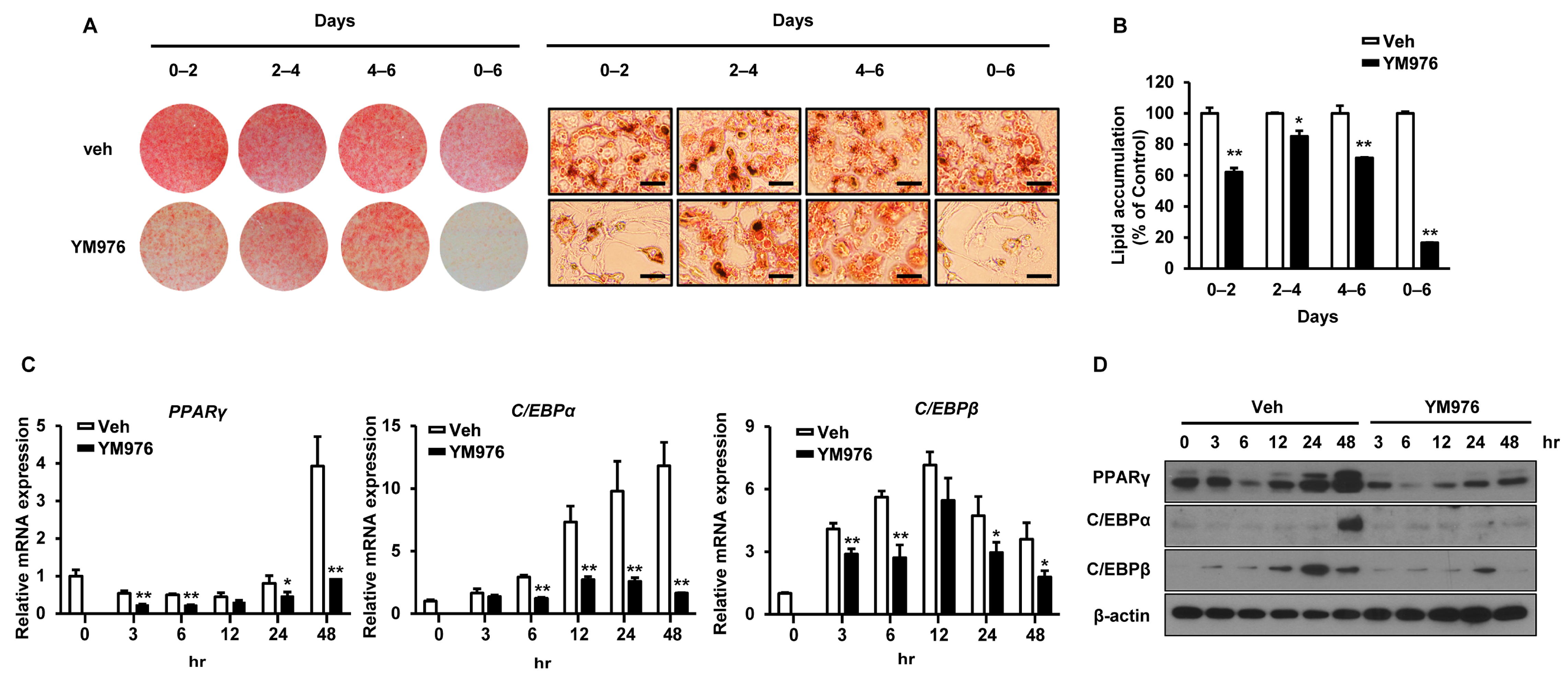 Cells 12 00205 g002 Cells 12 00205 g002