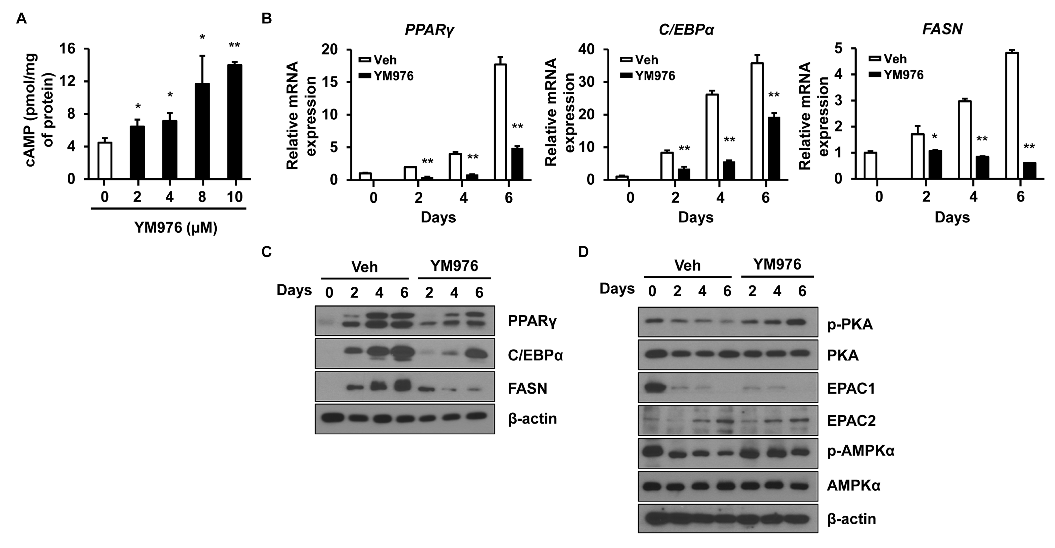 Cells 12 00205 g003 Cells 12 00205 g003