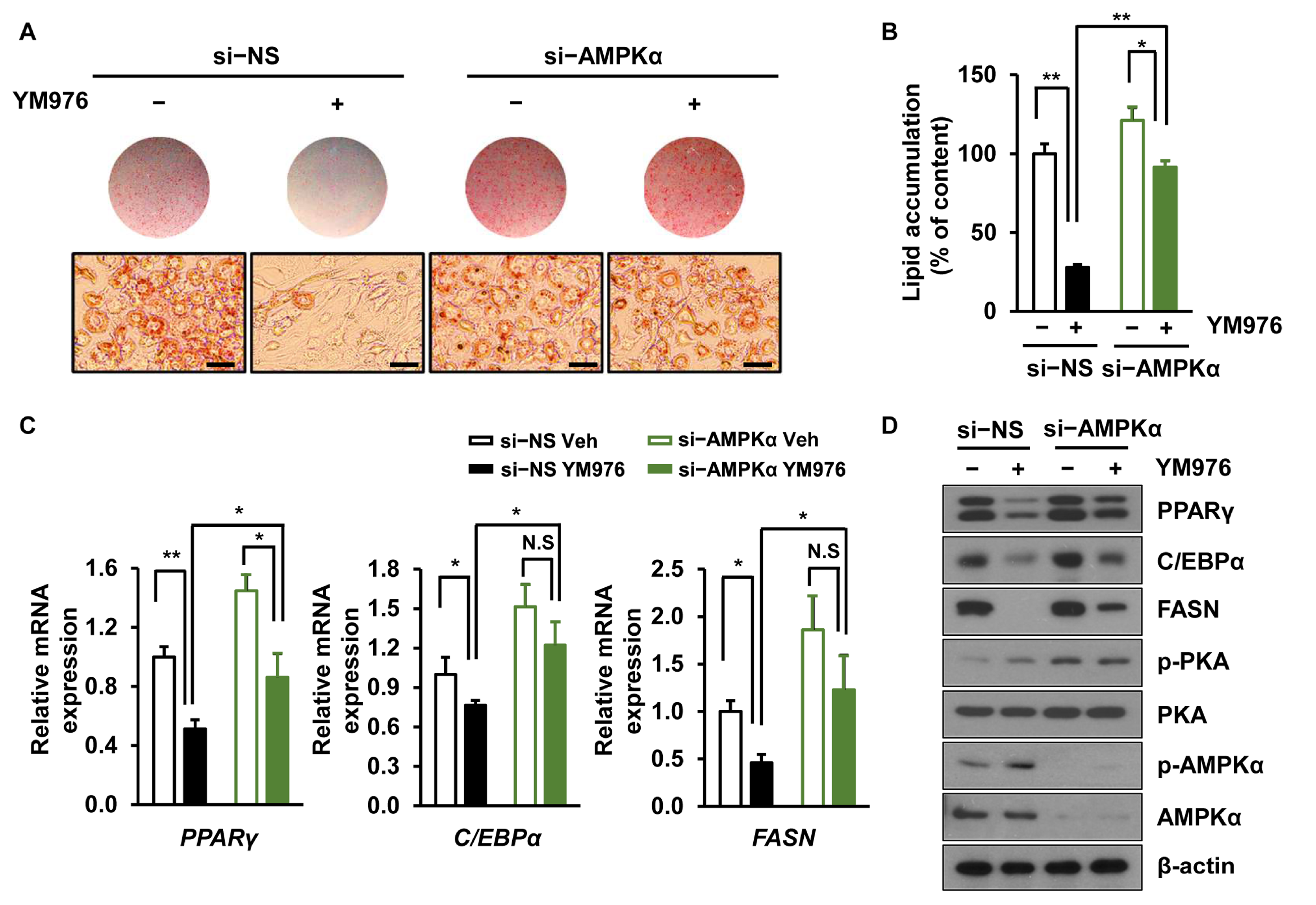 Cells 12 00205 g004 Cells 12 00205 g004