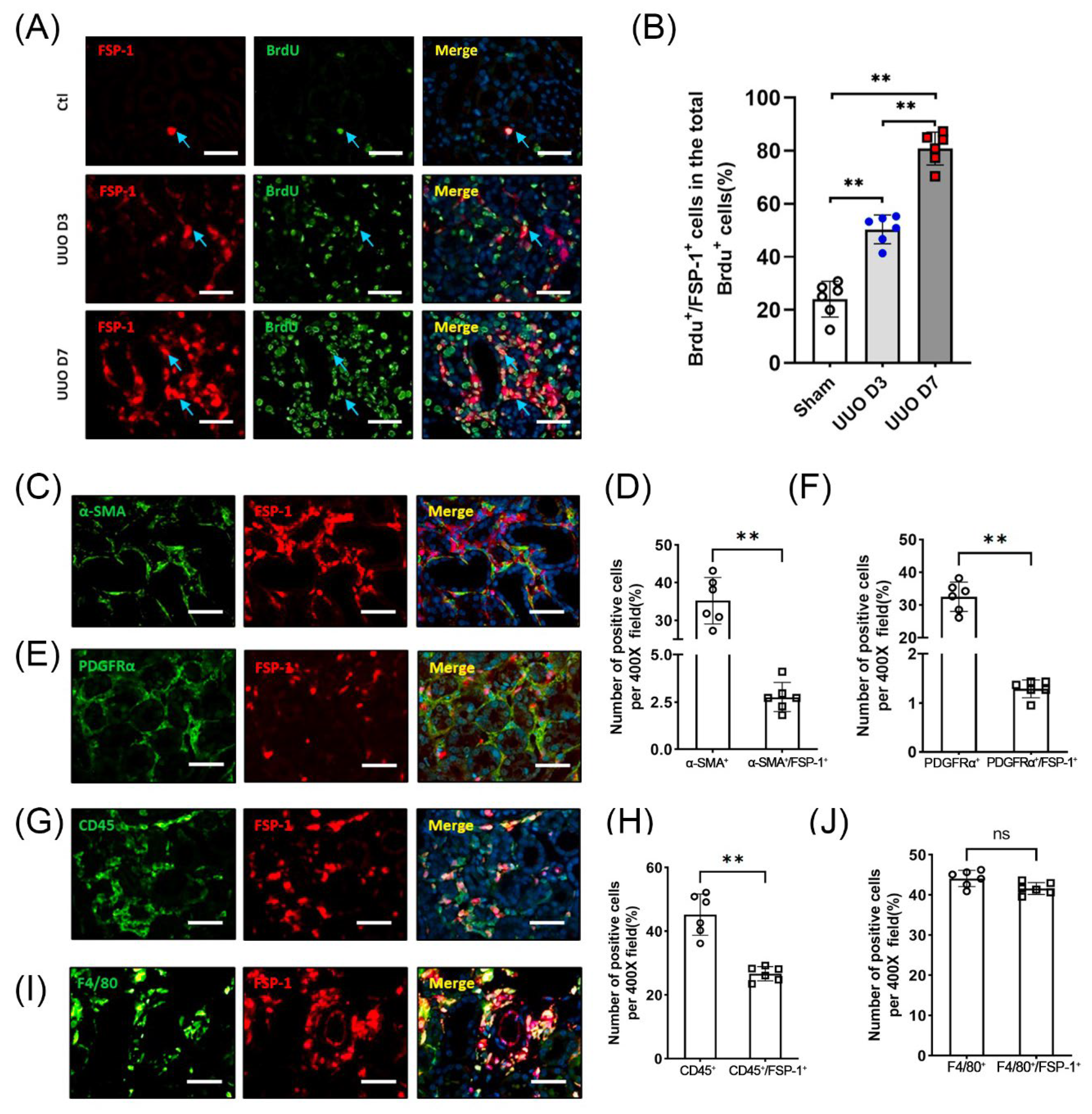 Cells 12 00214 g002 Cells 12 00214 g002