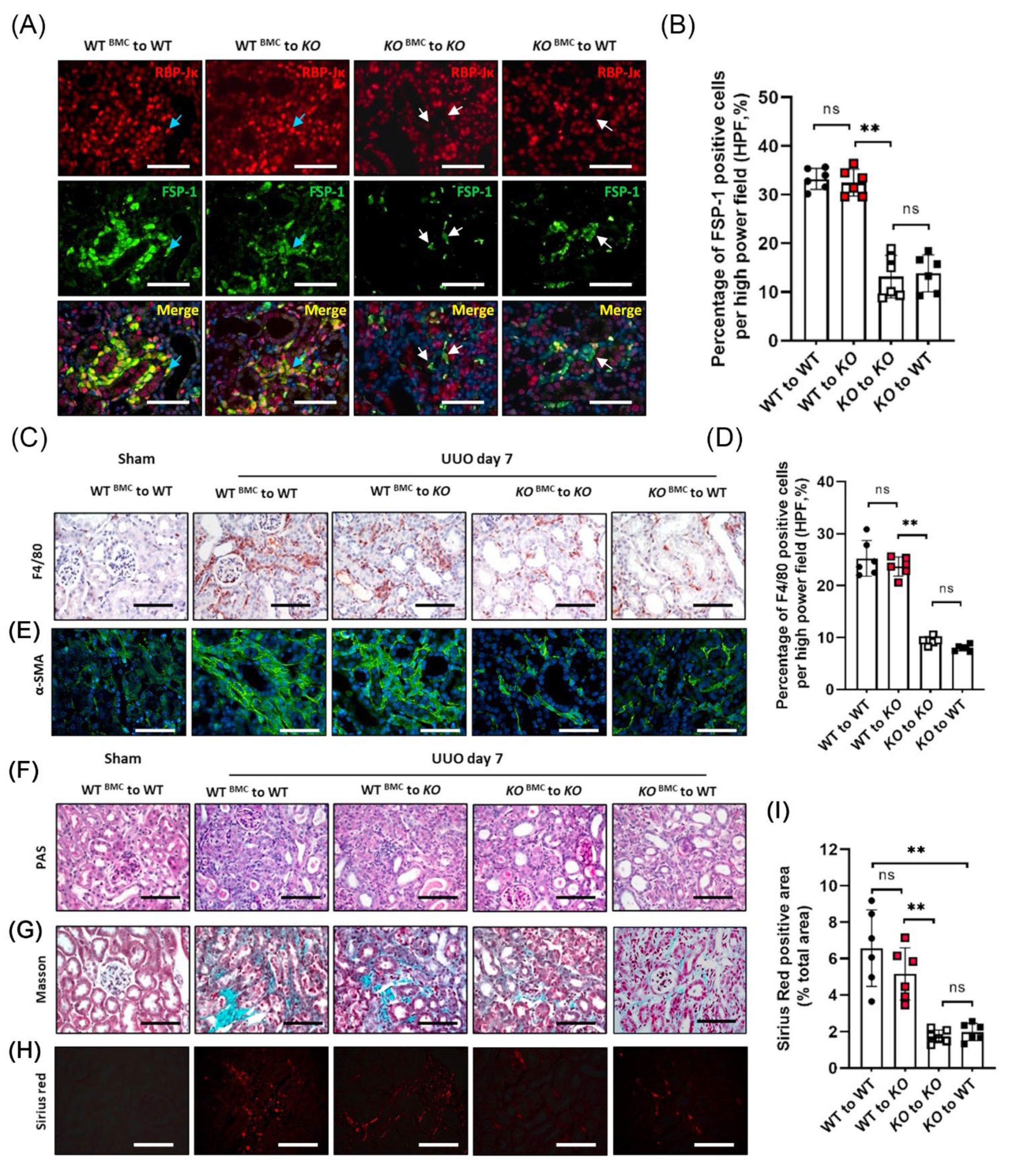 Cells 12 00214 g006 Cells 12 00214 g006