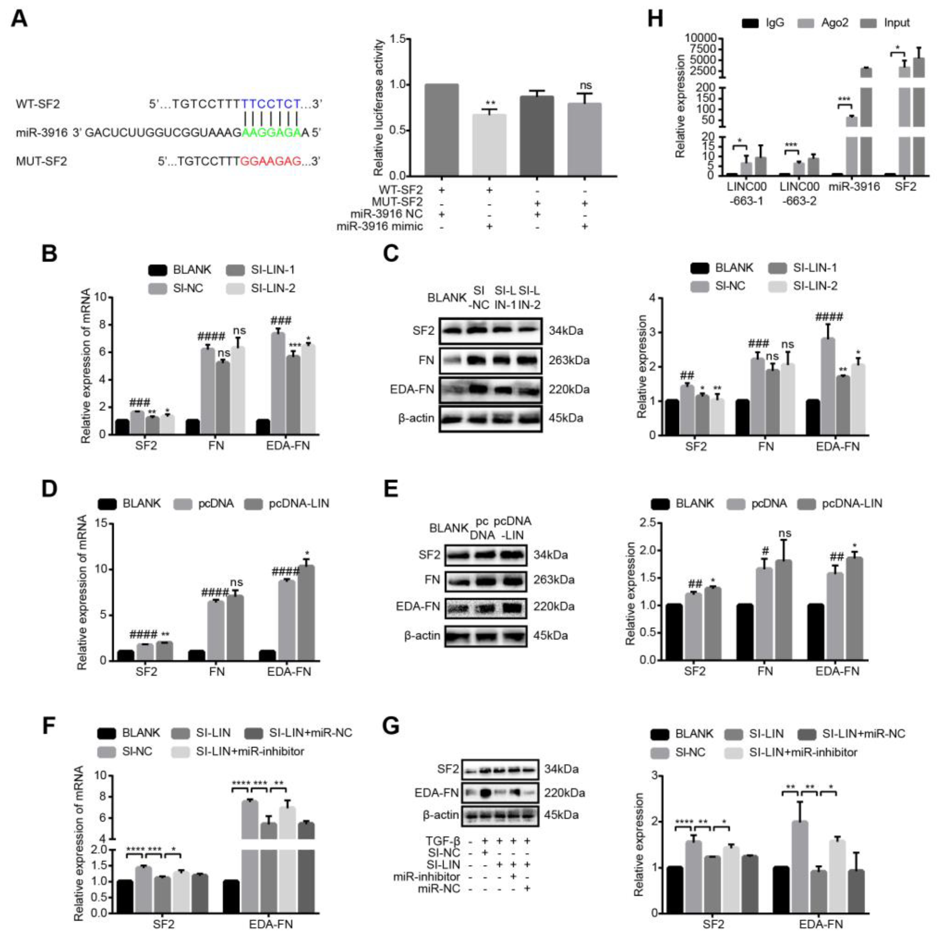 Cells 12 00215 g007 Cells 12 00215 g007
