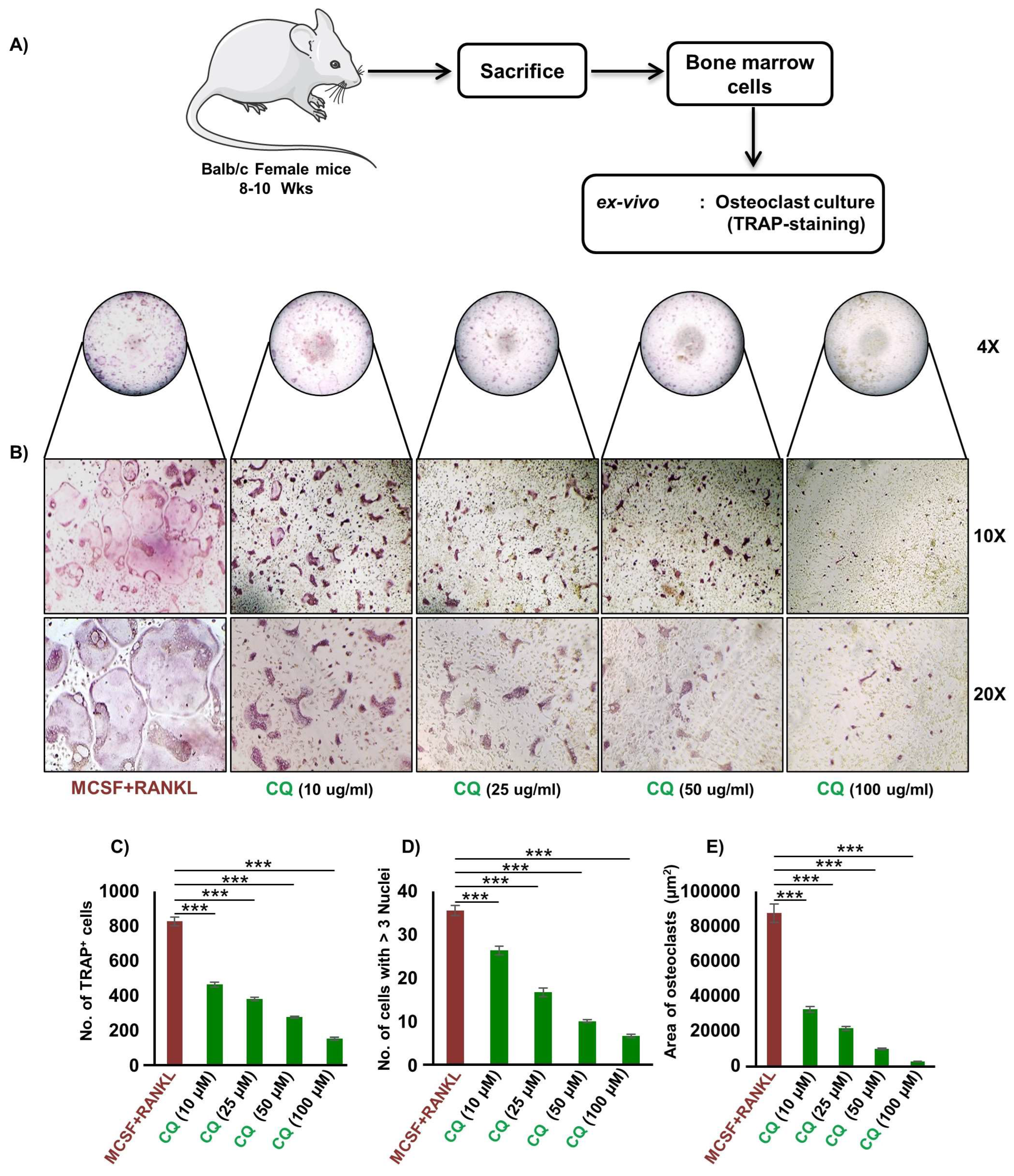 Cells 12 00216 g001 Cells 12 00216 g001