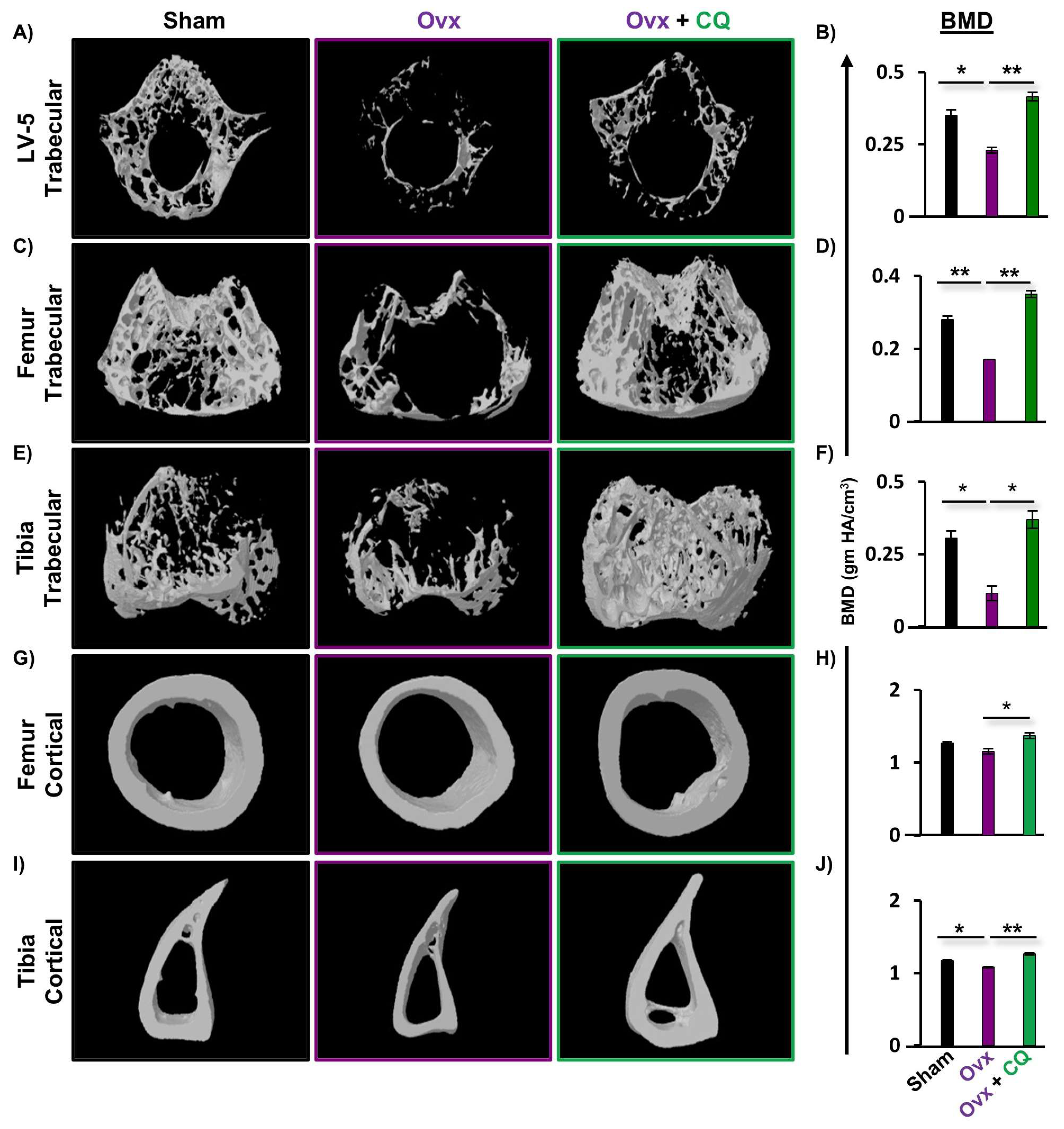 Cells 12 00216 g004 Cells 12 00216 g004