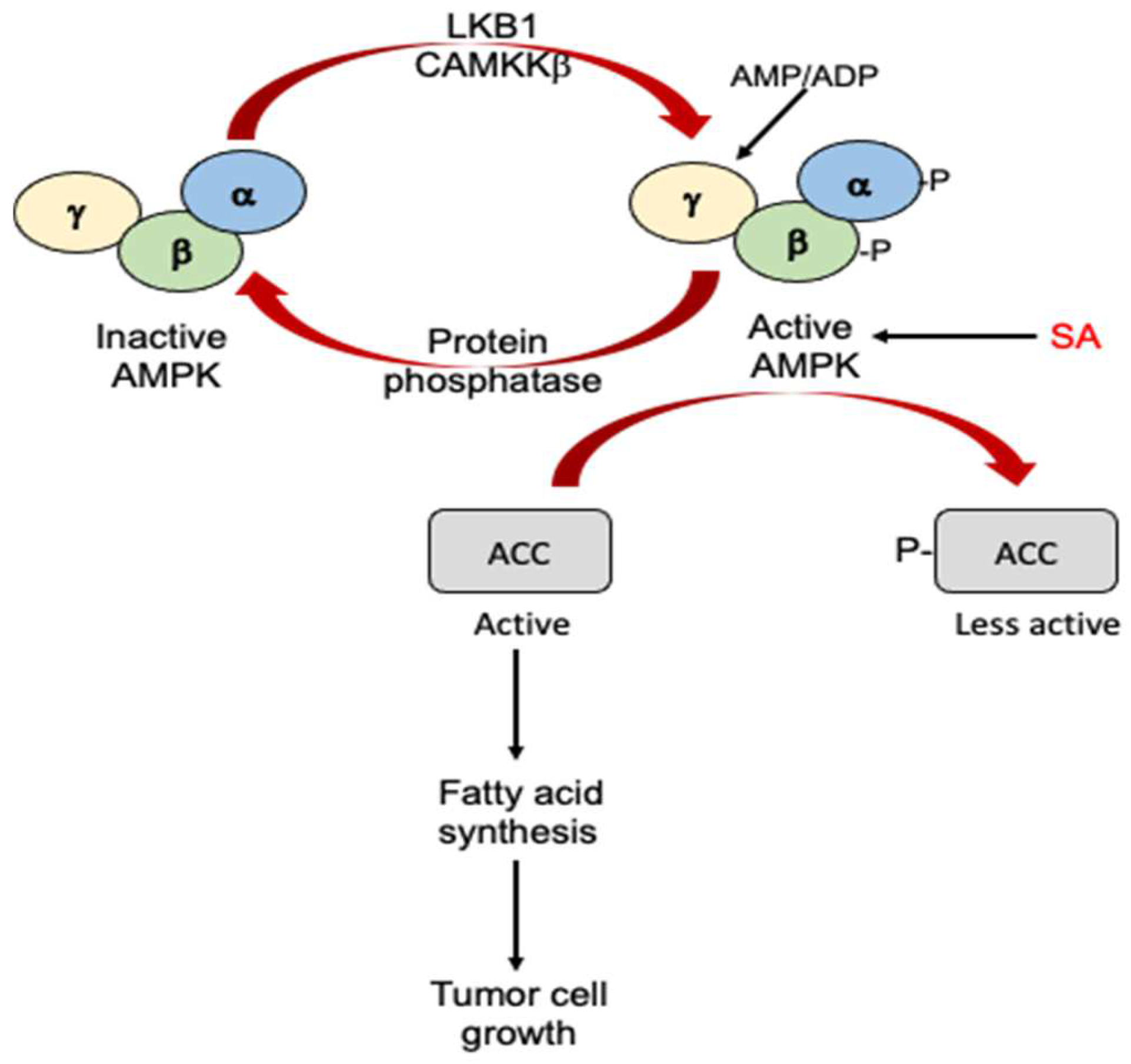 Cells | Free Full-Text | Shared and Related Molecular Targets and ...