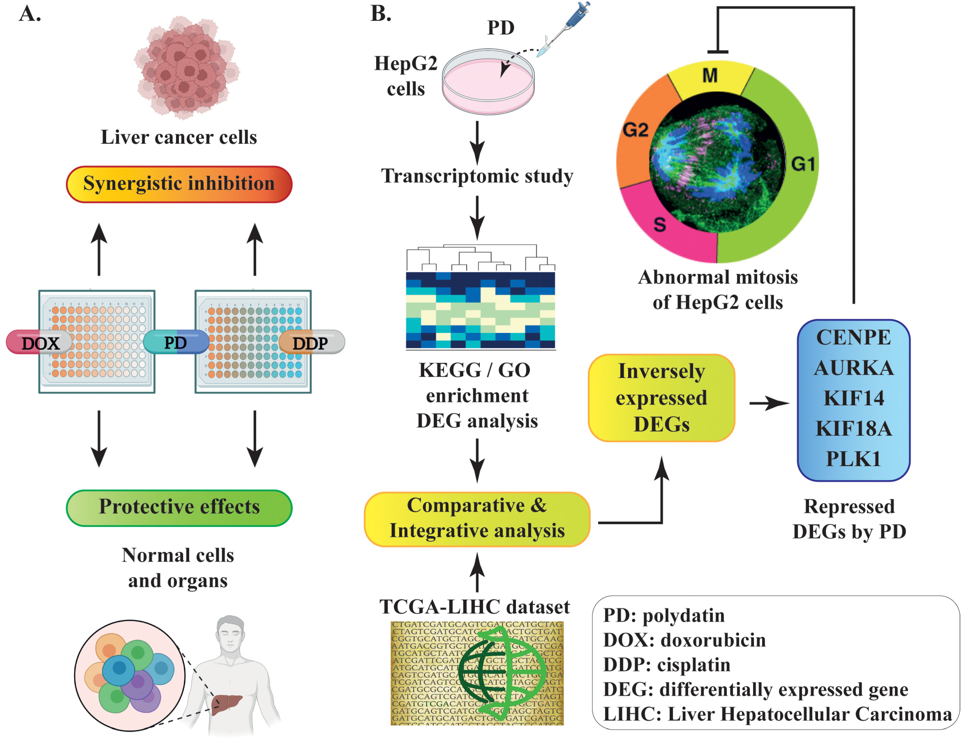 Cells 12 00222 g008 Cells 12 00222 g008