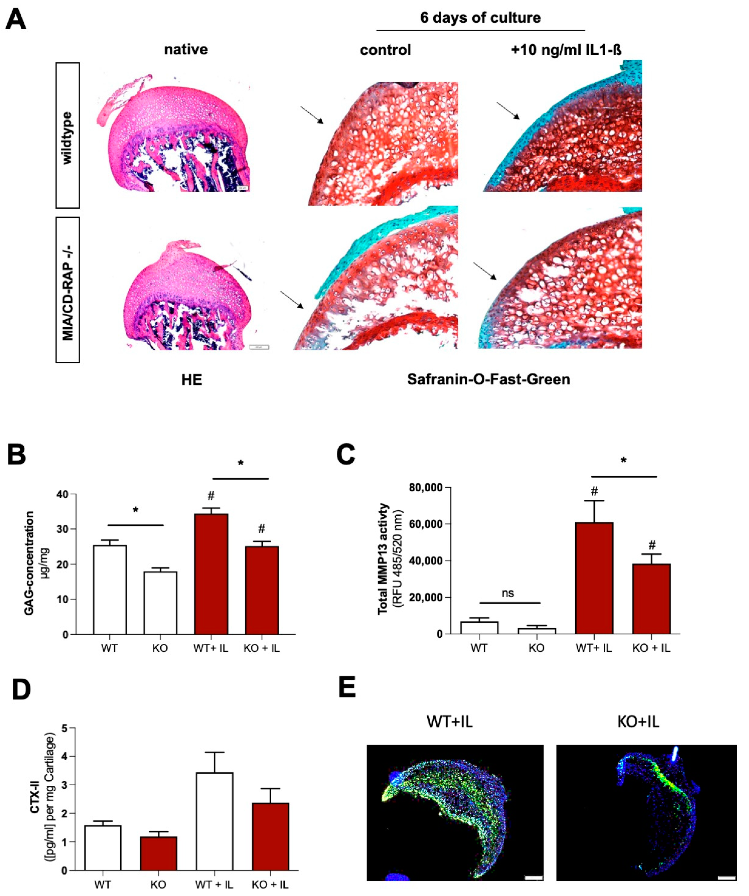 Cells 12 00229 g004 Cells 12 00229 g004