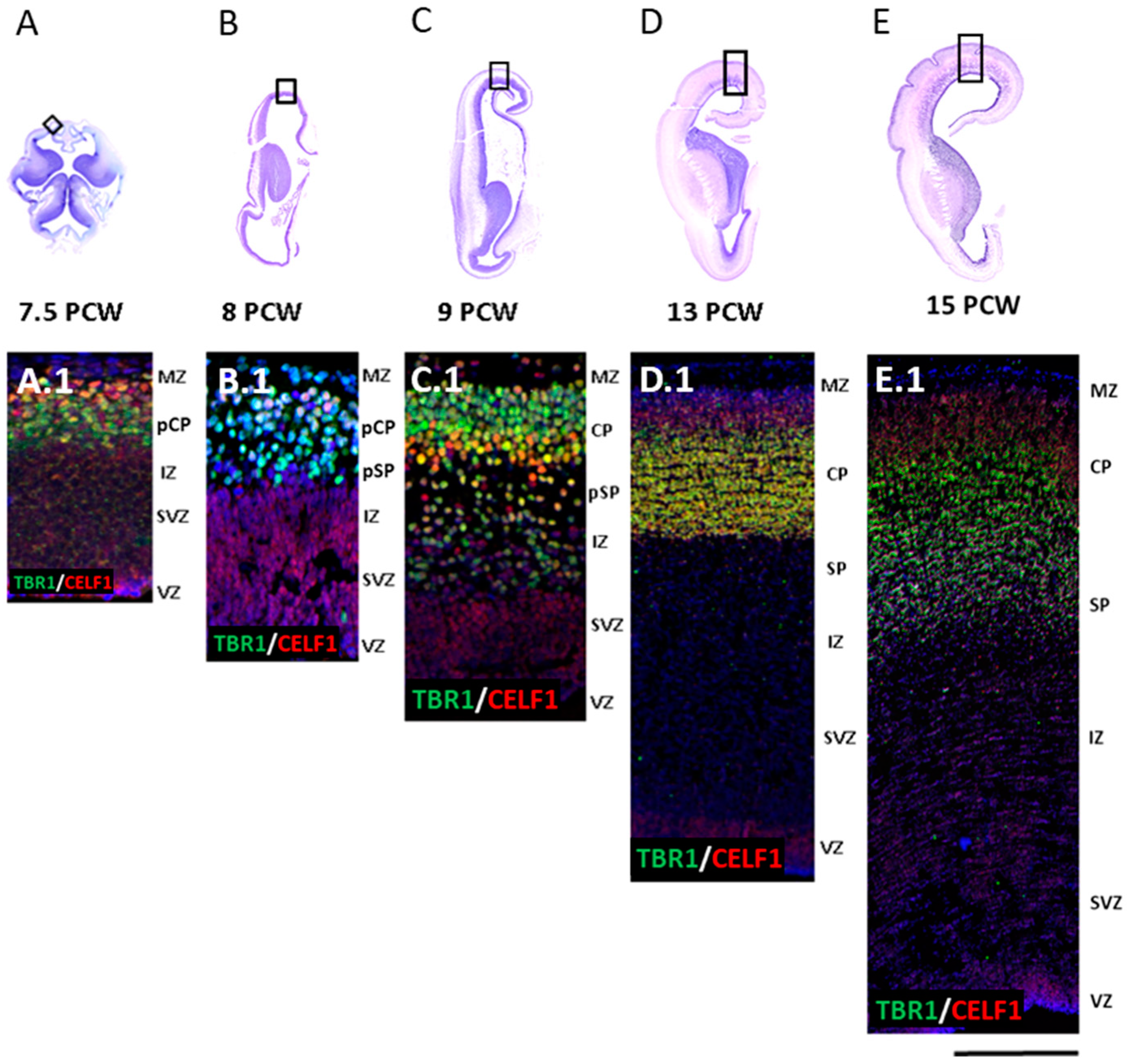 Cells 12 00231 g001 Cells 12 00231 g001