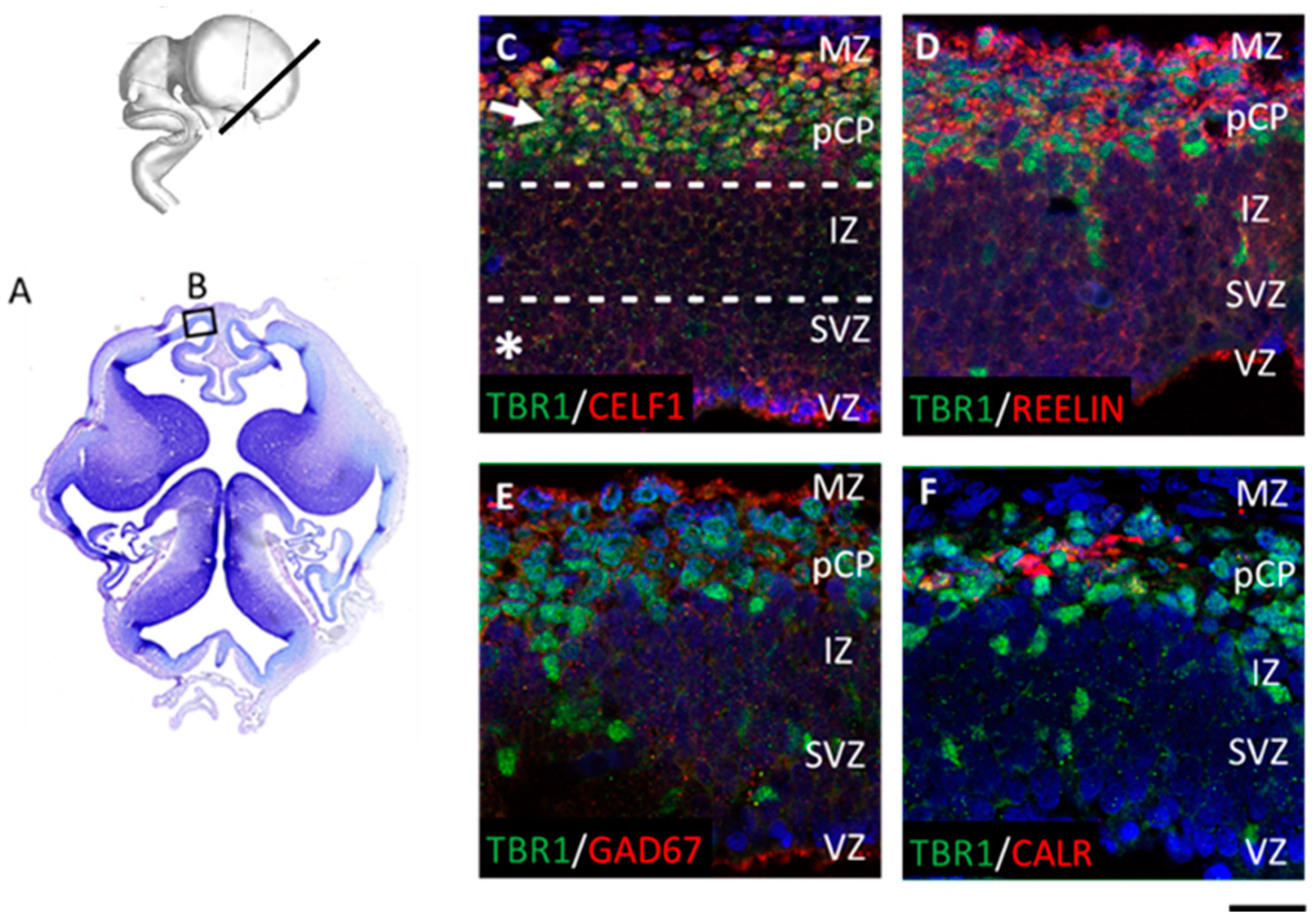 Cells 12 00231 g003 Cells 12 00231 g003