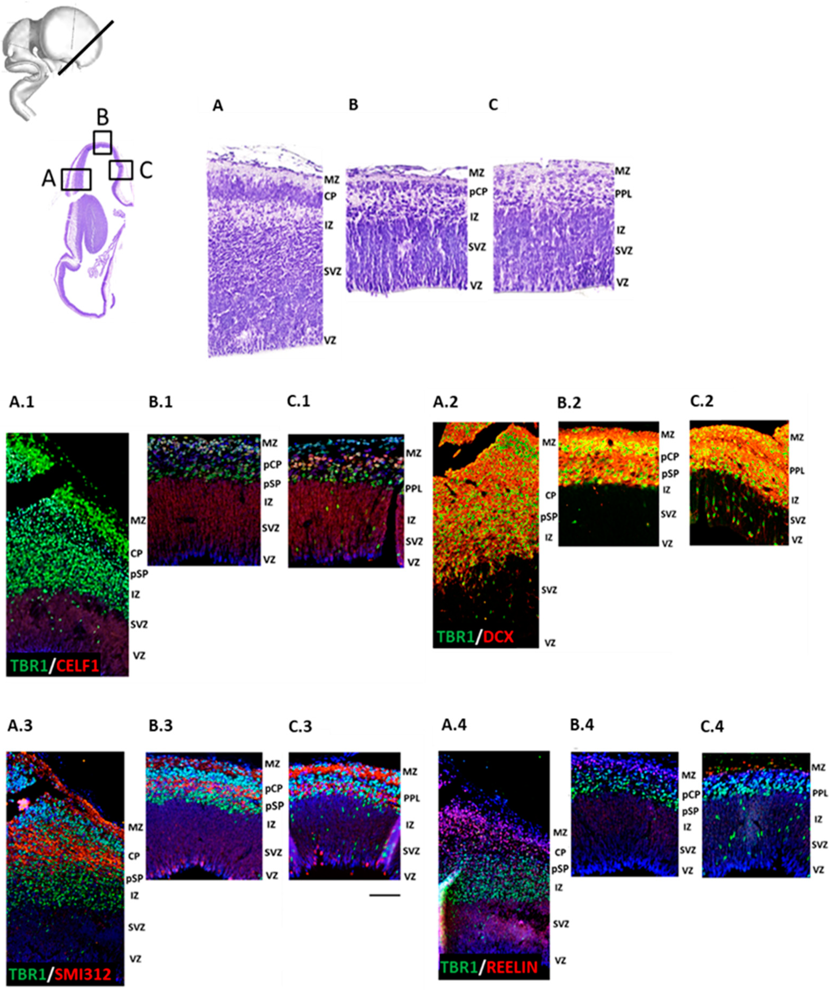 Cells 12 00231 g004 Cells 12 00231 g004