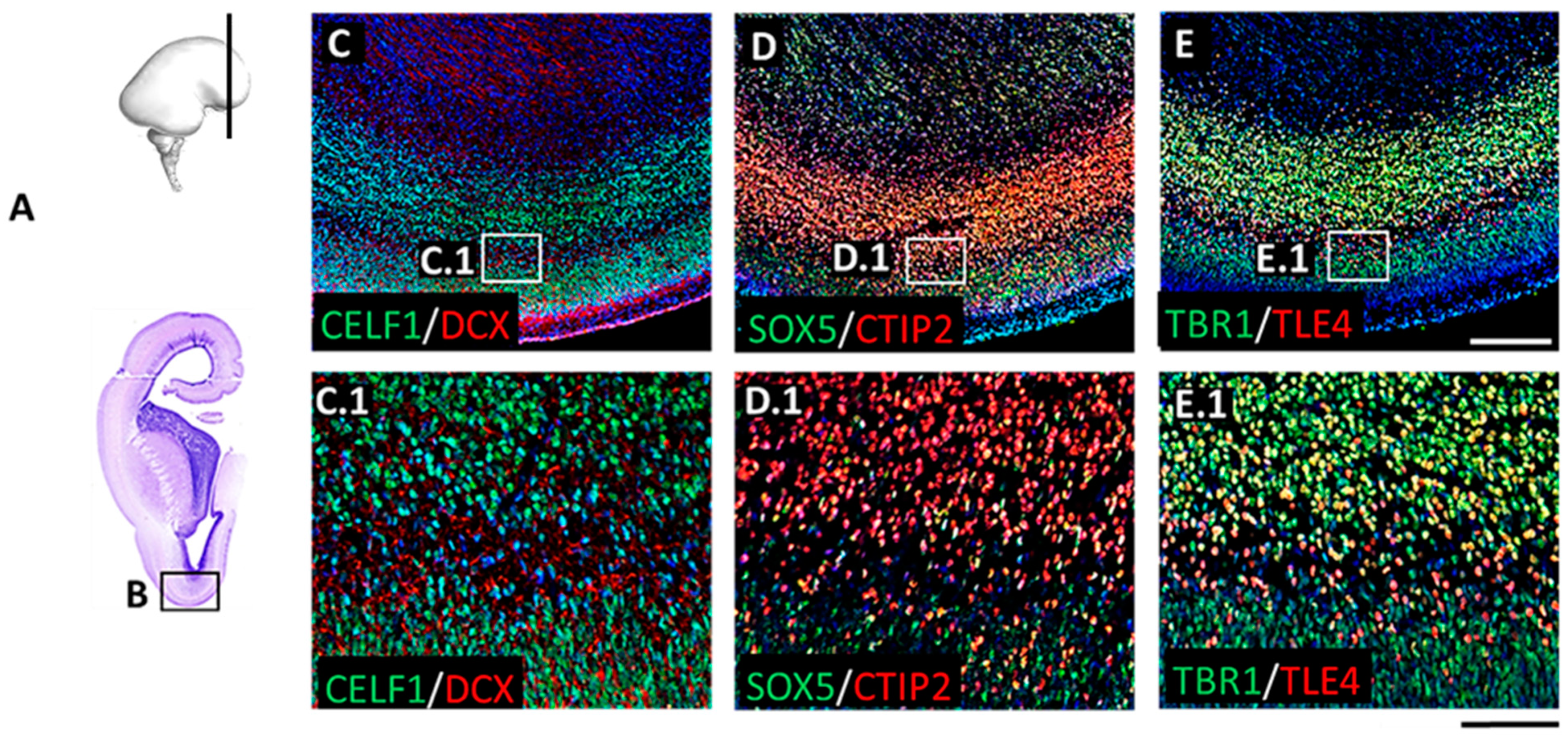 Cells 12 00231 g008 Cells 12 00231 g008