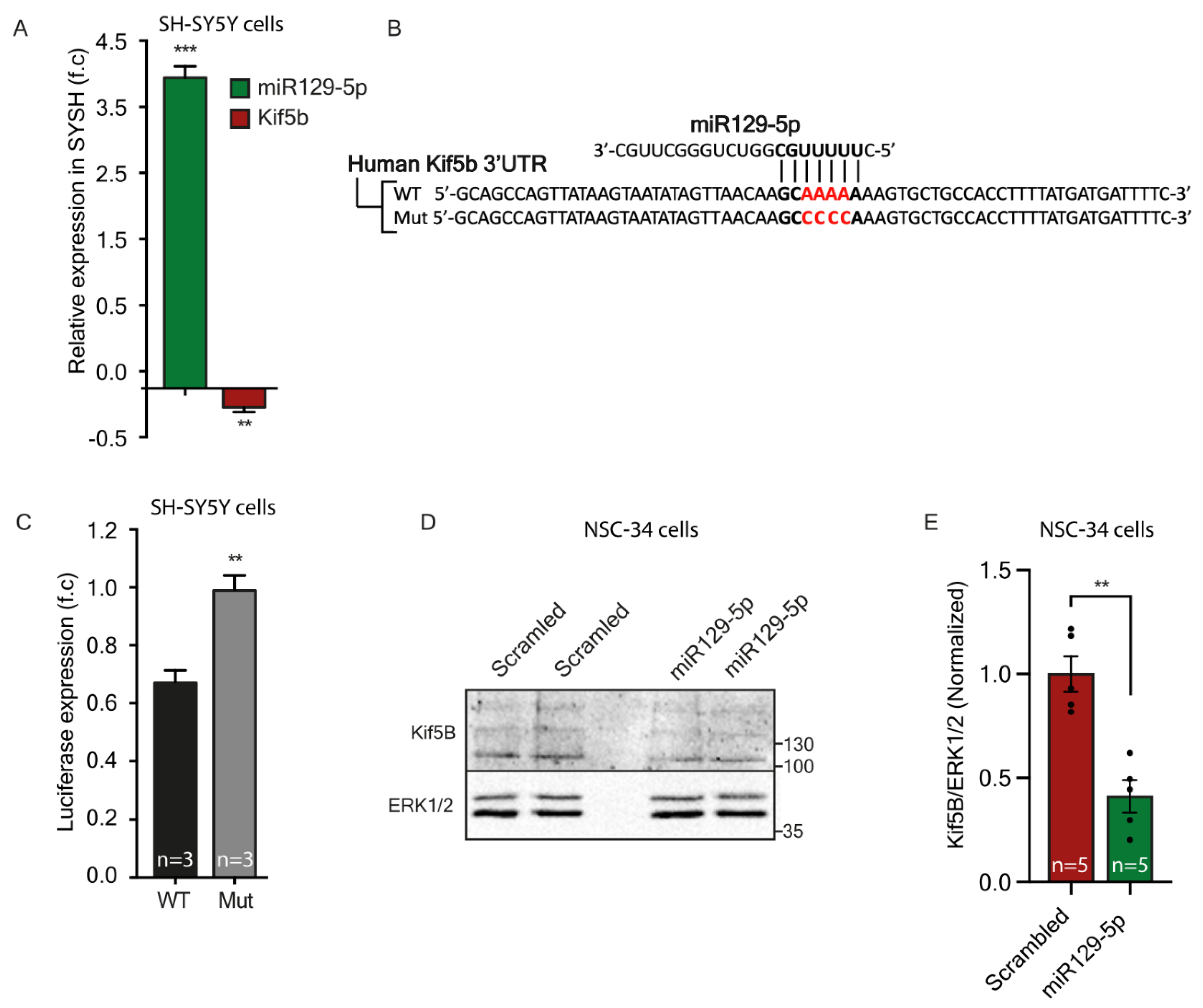 Cells 12 00233 g005 Cells 12 00233 g005