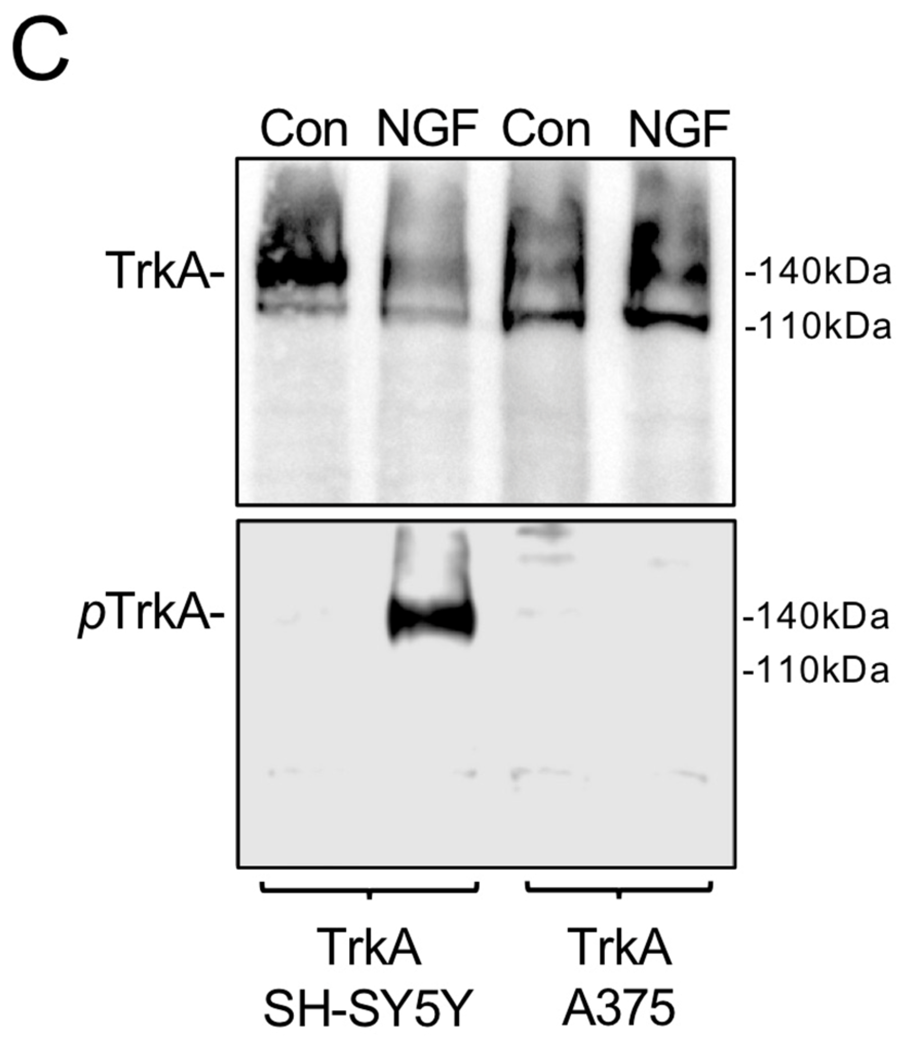 Cells 12 00237 g005b Cells 12 00237 g005b