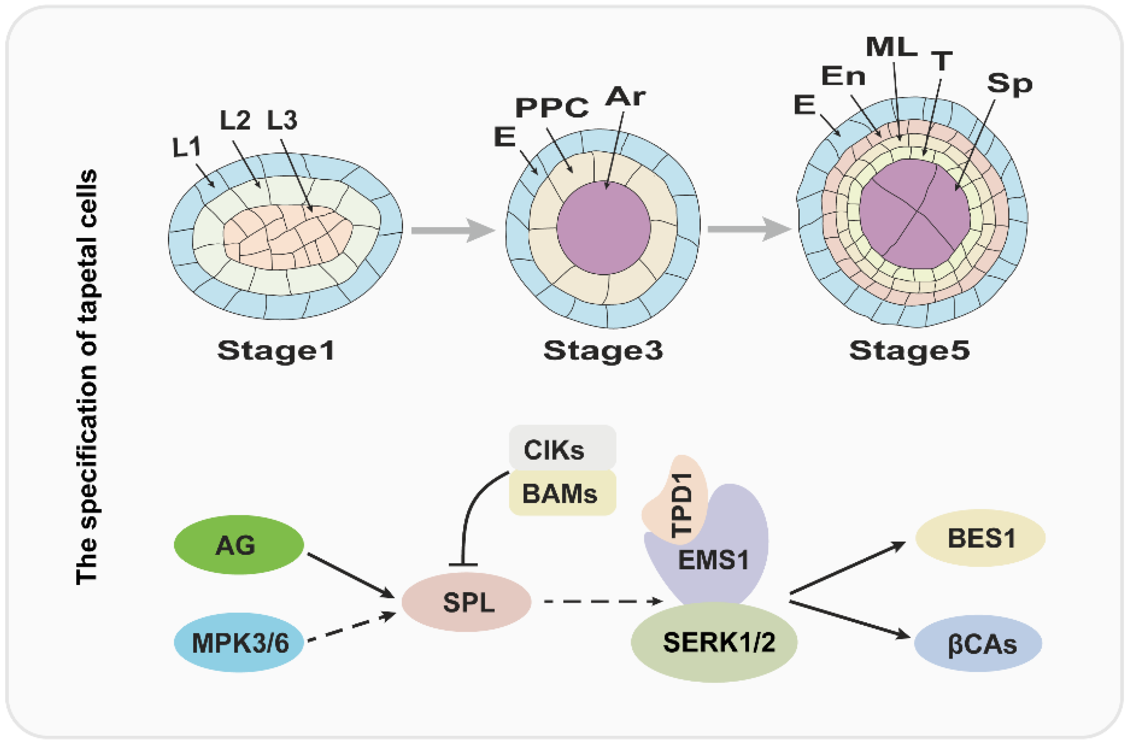 Cells Free Full Text Comprehensive Insight Into Tapetum Mediated cells-free-full-text-comprehensive-insight-into-tapetum-mediated