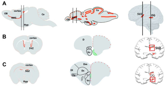 Zebrafish: A Model Deciphering the Impact of Flavonoids on