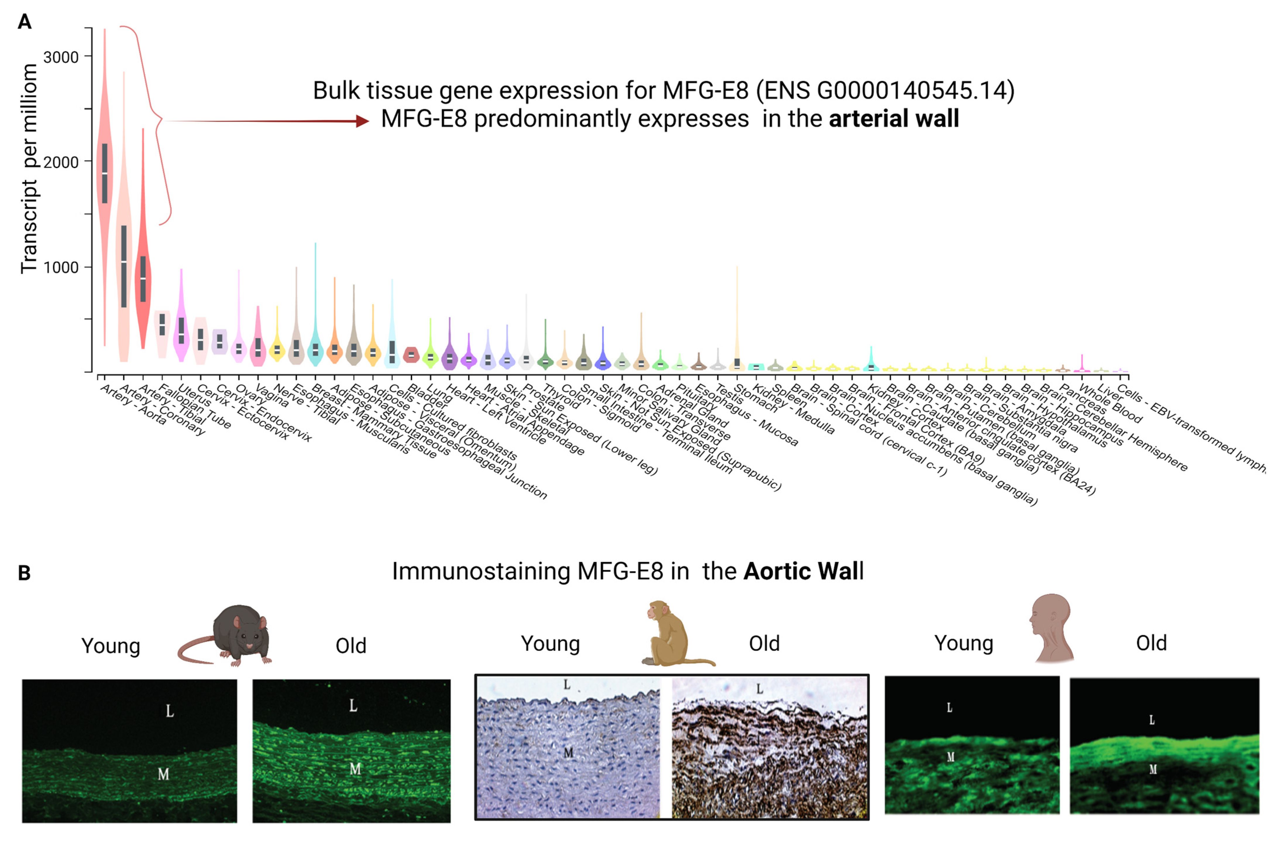 Cells 12 00253 g002 Cells 12 00253 g002