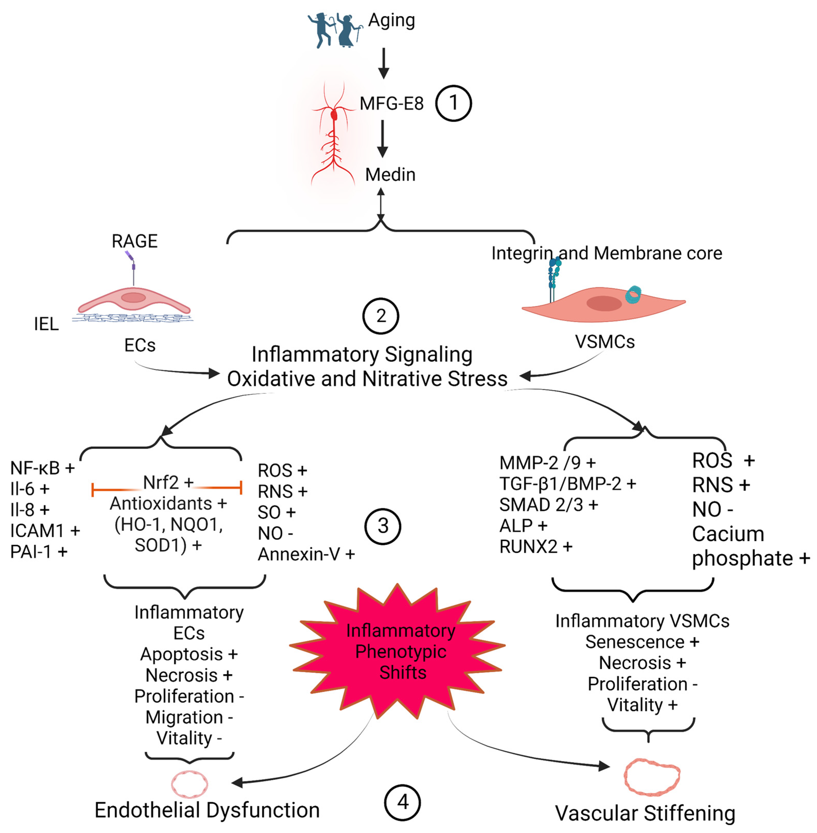 Cells 12 00253 g004 550