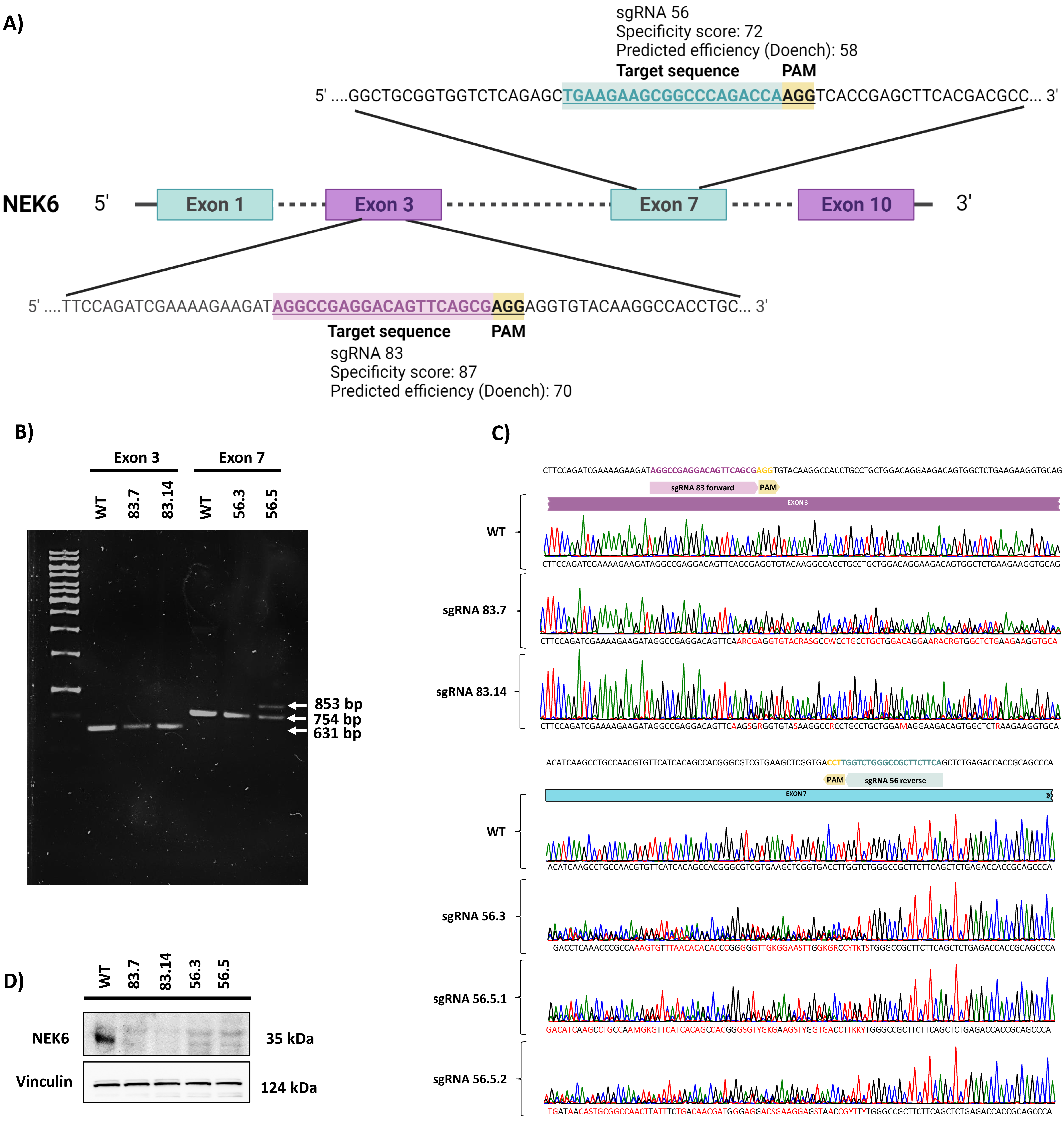 Cells 12 00256 g001 Cells 12 00256 g001