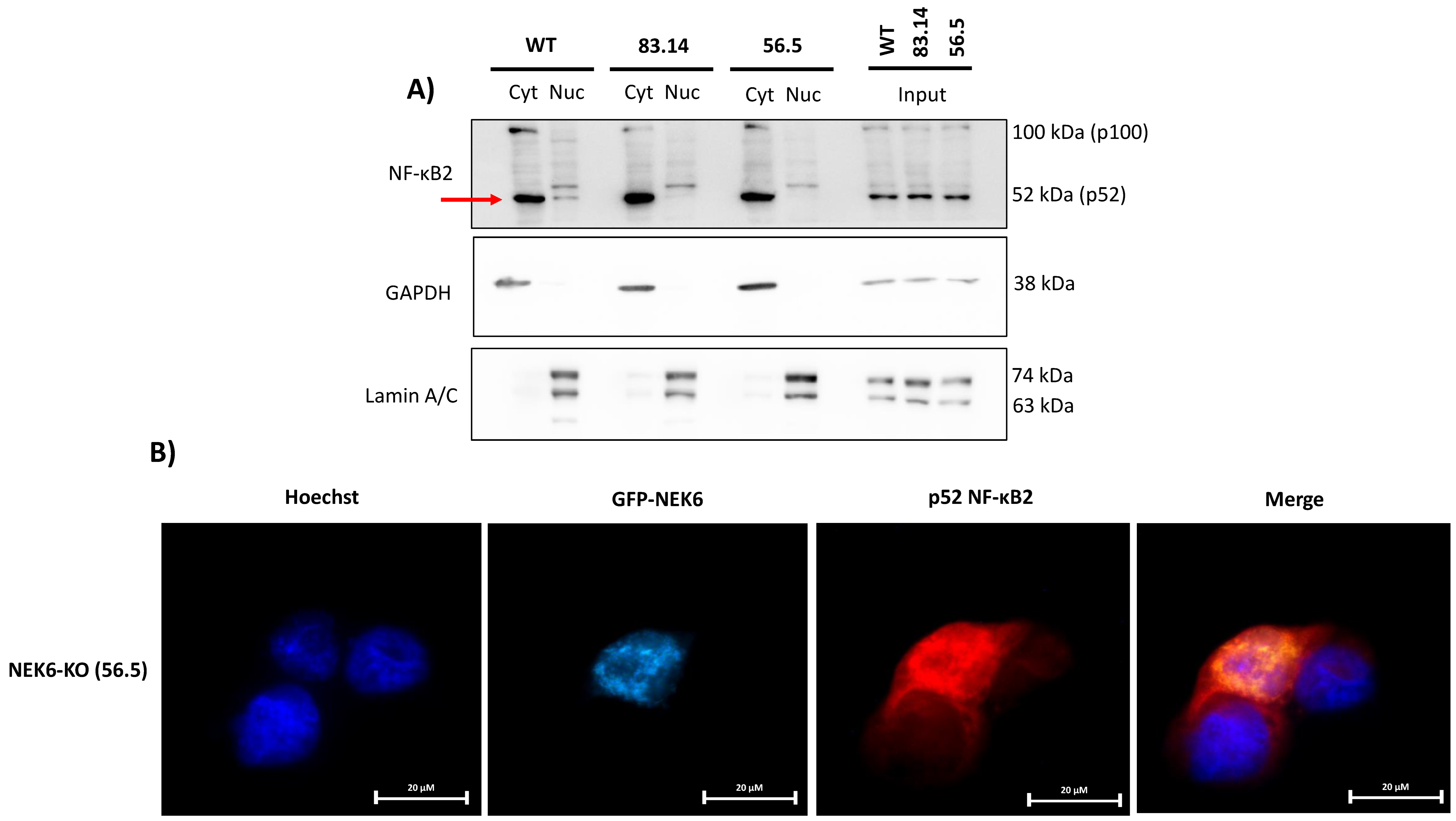 Cells 12 00256 g007 Cells 12 00256 g007