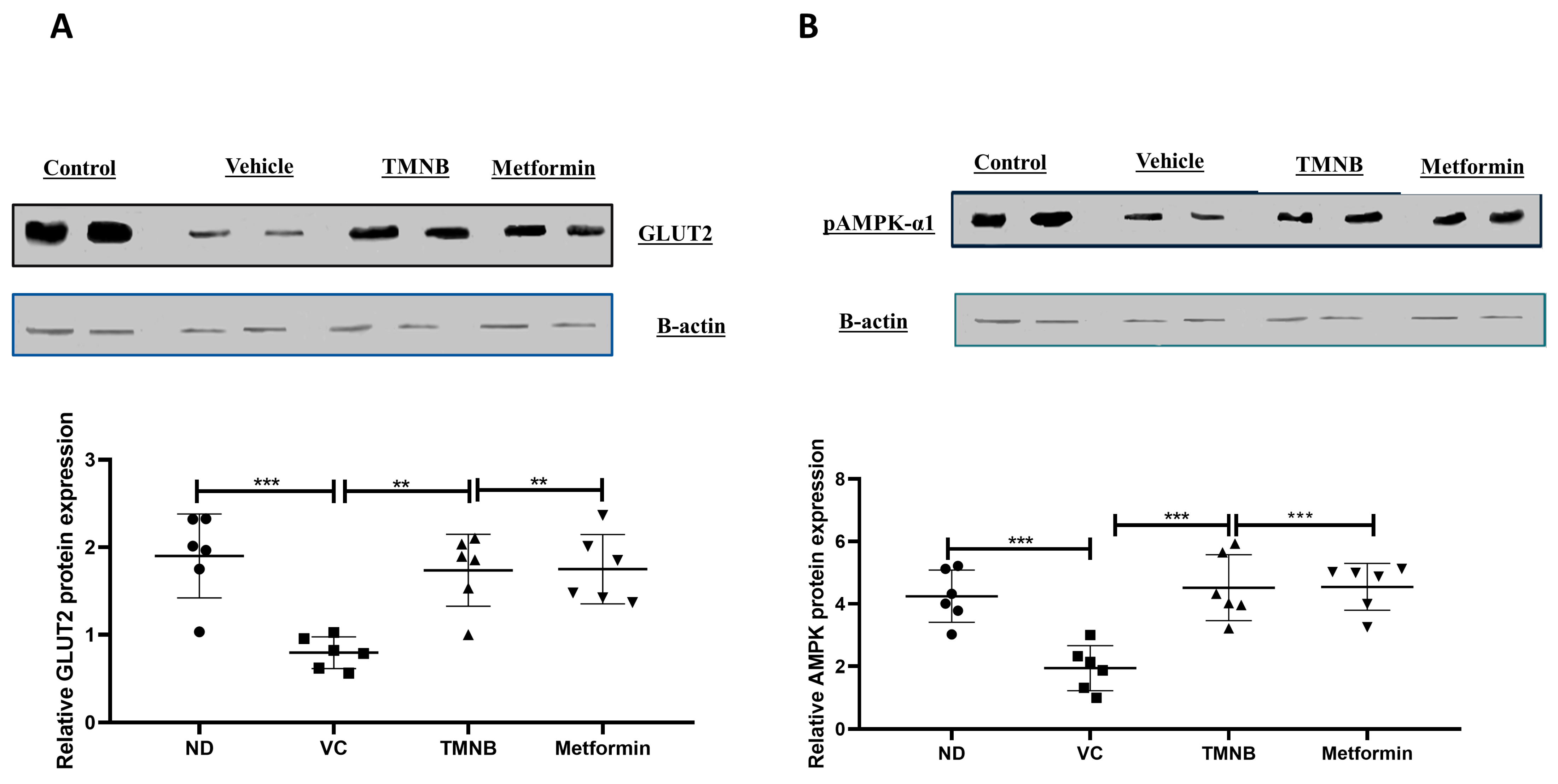 Cells 12 00267 g005 Cells 12 00267 g005