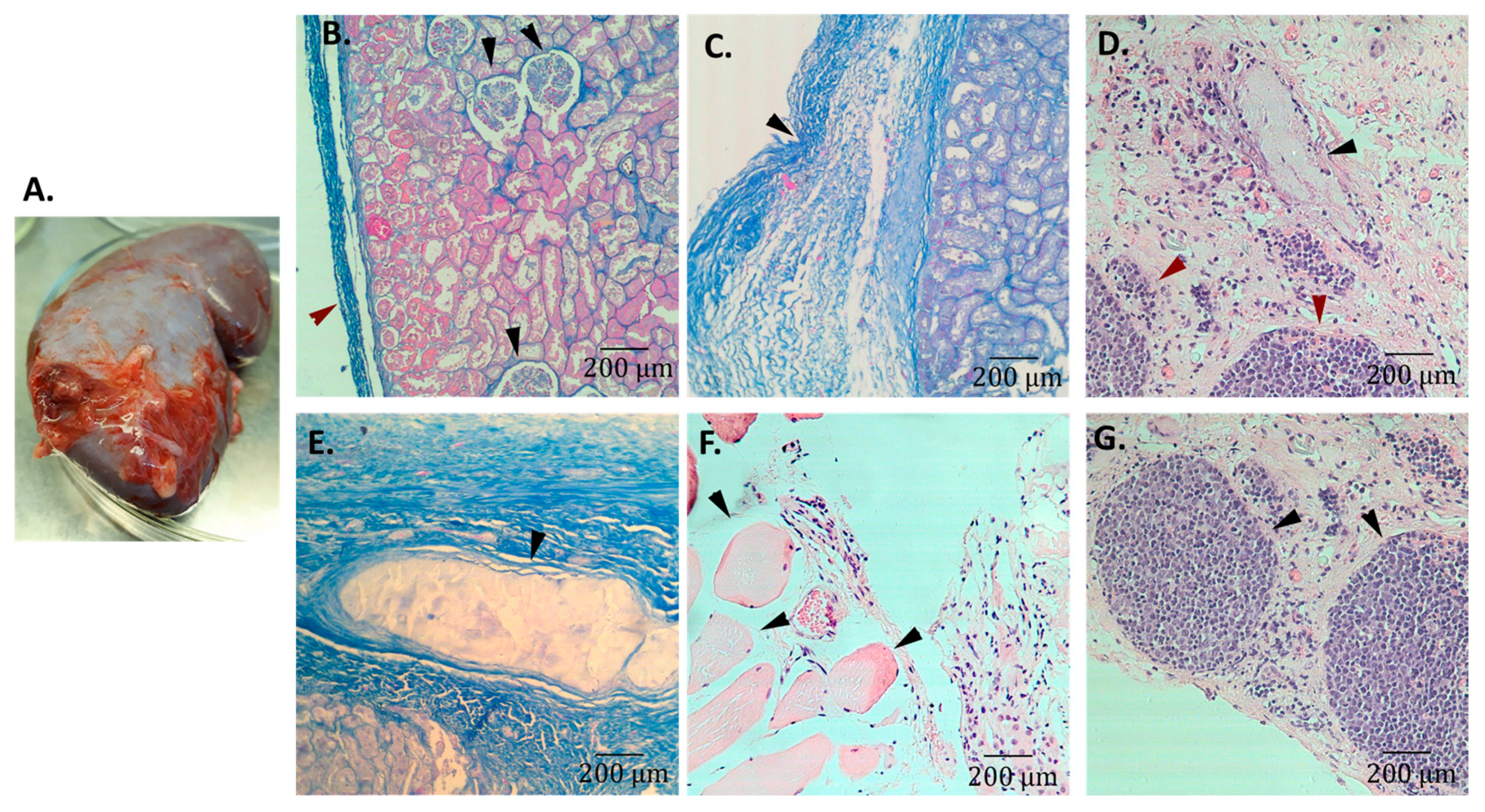 Cells 12 00268 g002 Cells 12 00268 g002
