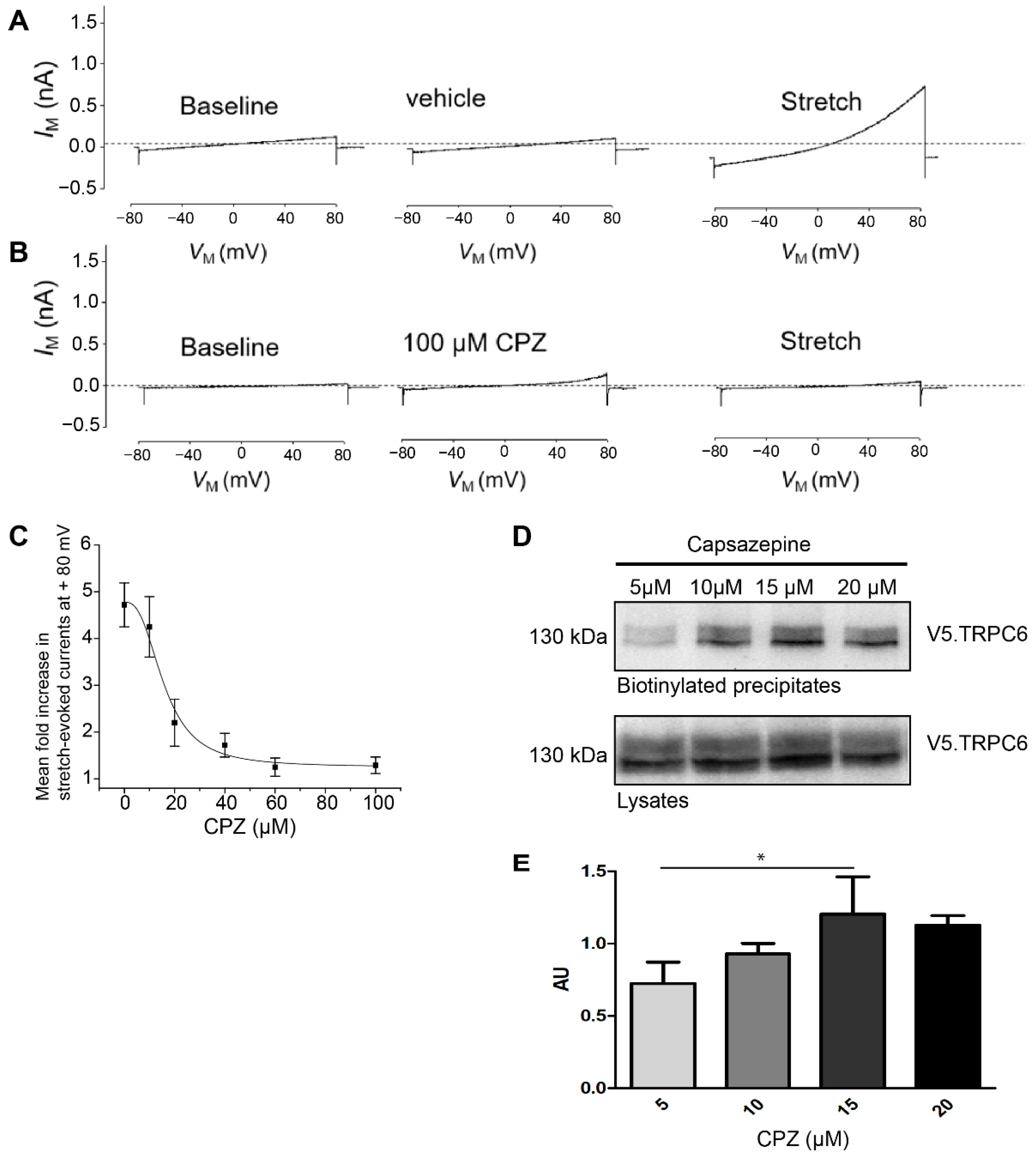 Cells 12 00271 g004 Cells 12 00271 g004