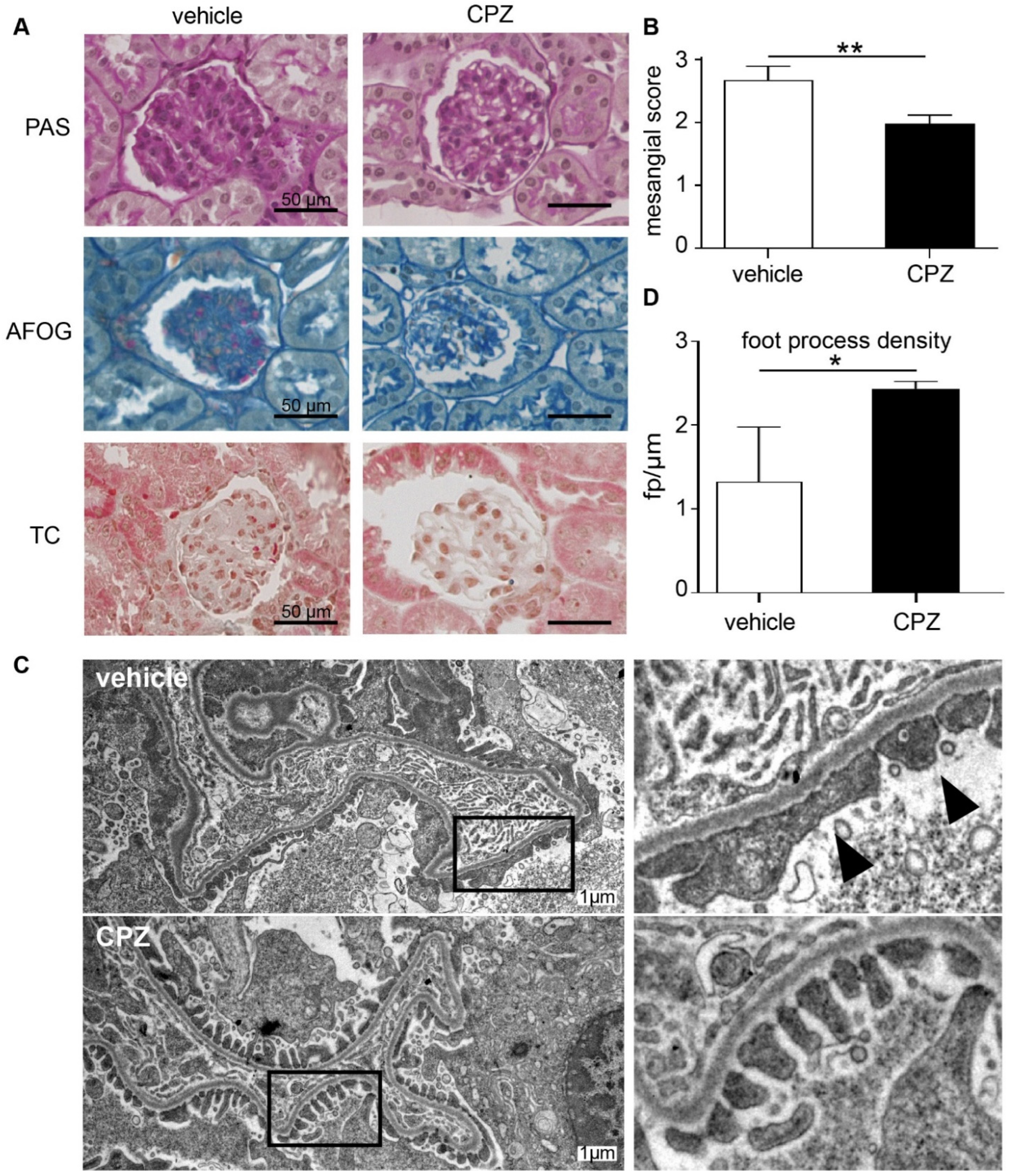 Cells 12 00271 g007 Cells 12 00271 g007