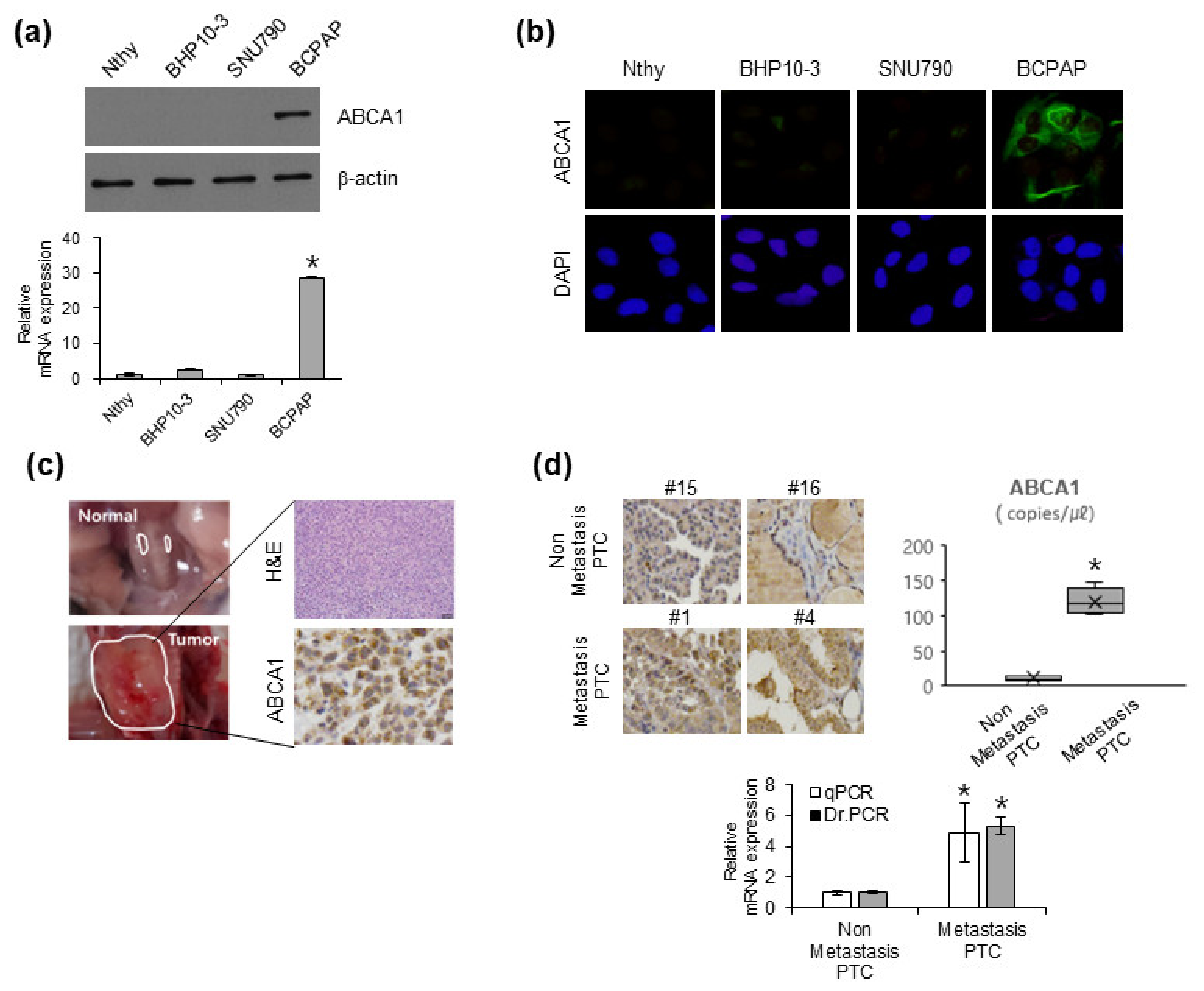 Cells 12 00274 g002 Cells 12 00274 g002