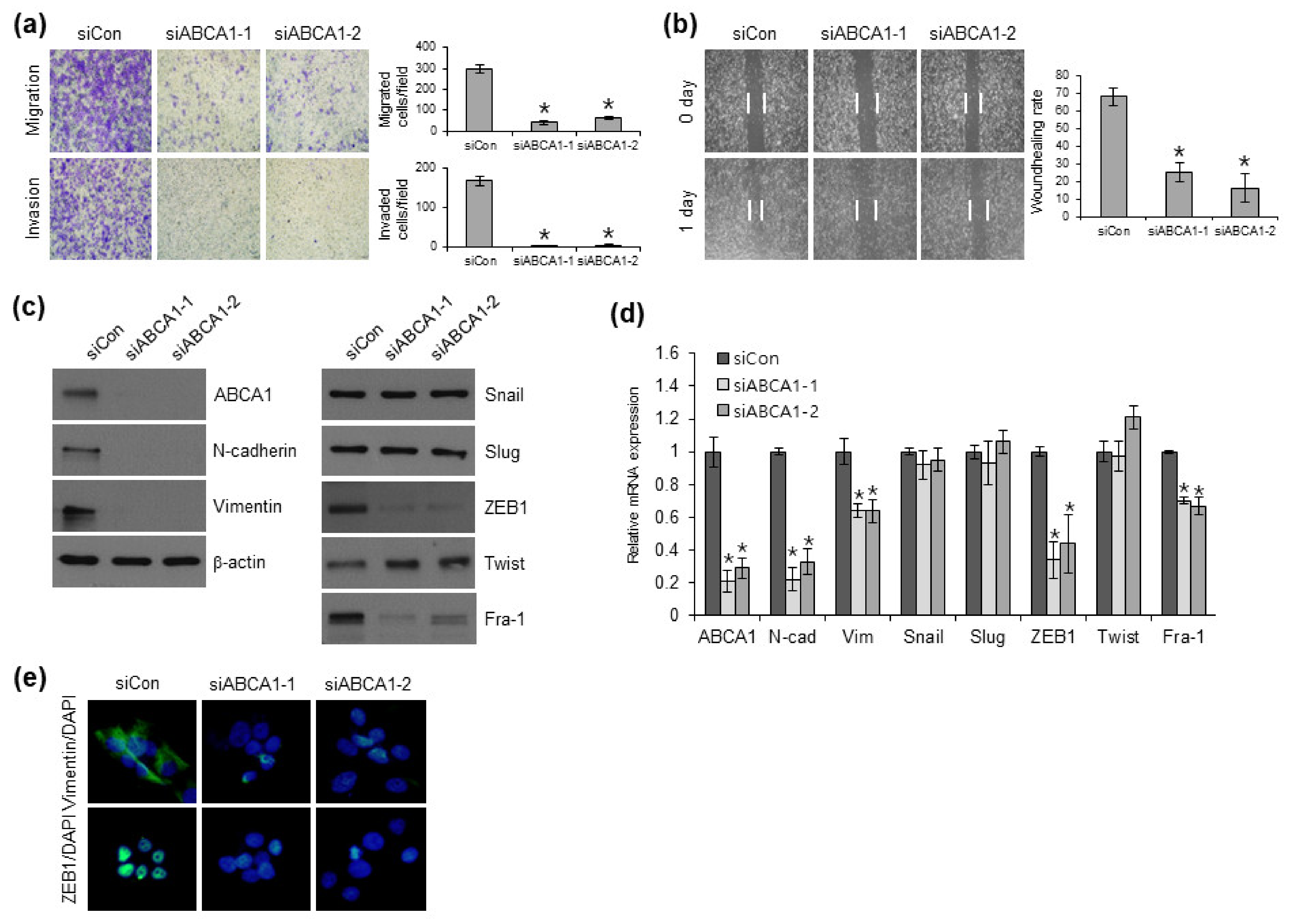 Cells 12 00274 g003 Cells 12 00274 g003