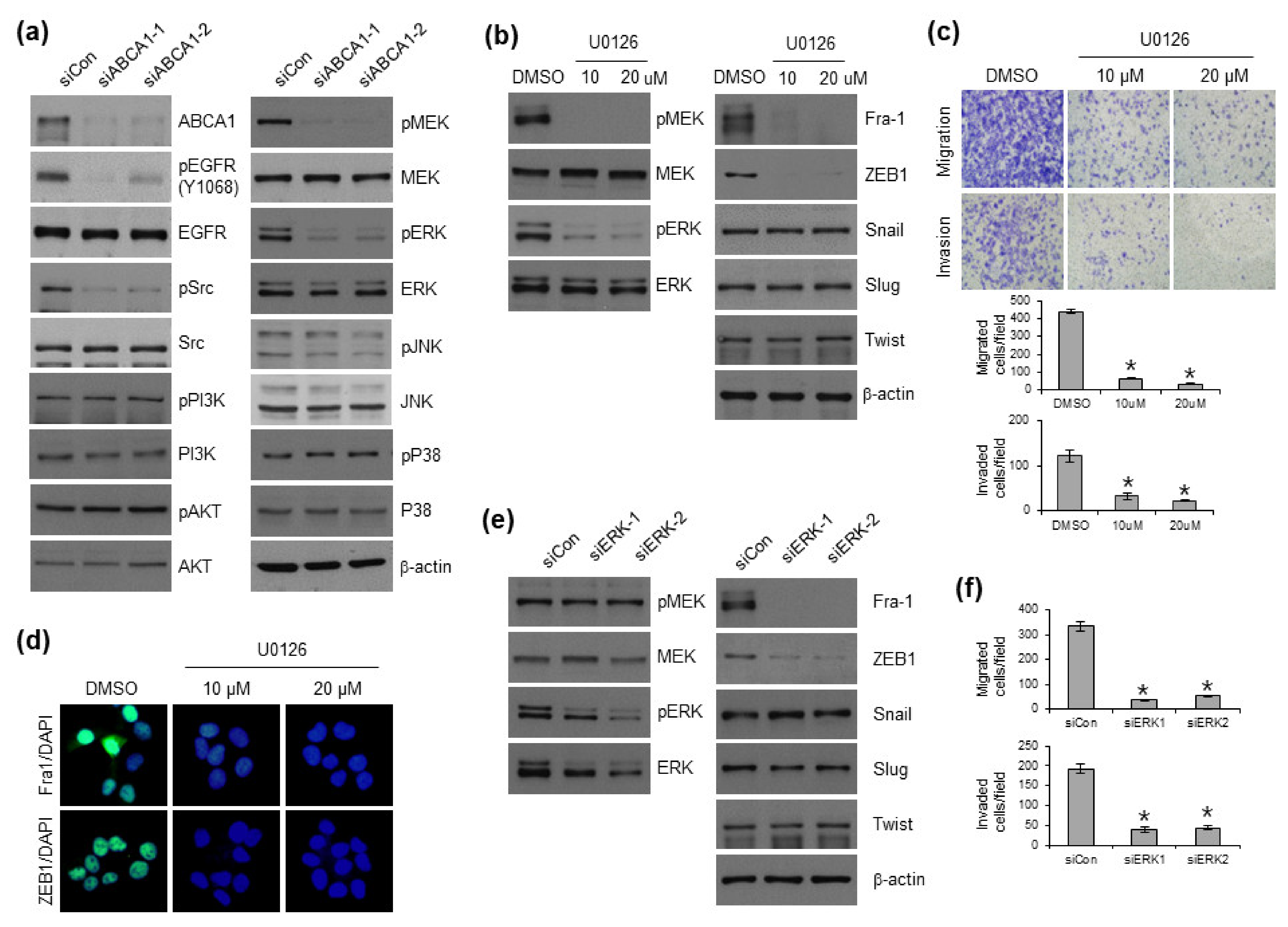 Cells 12 00274 g004 Cells 12 00274 g004