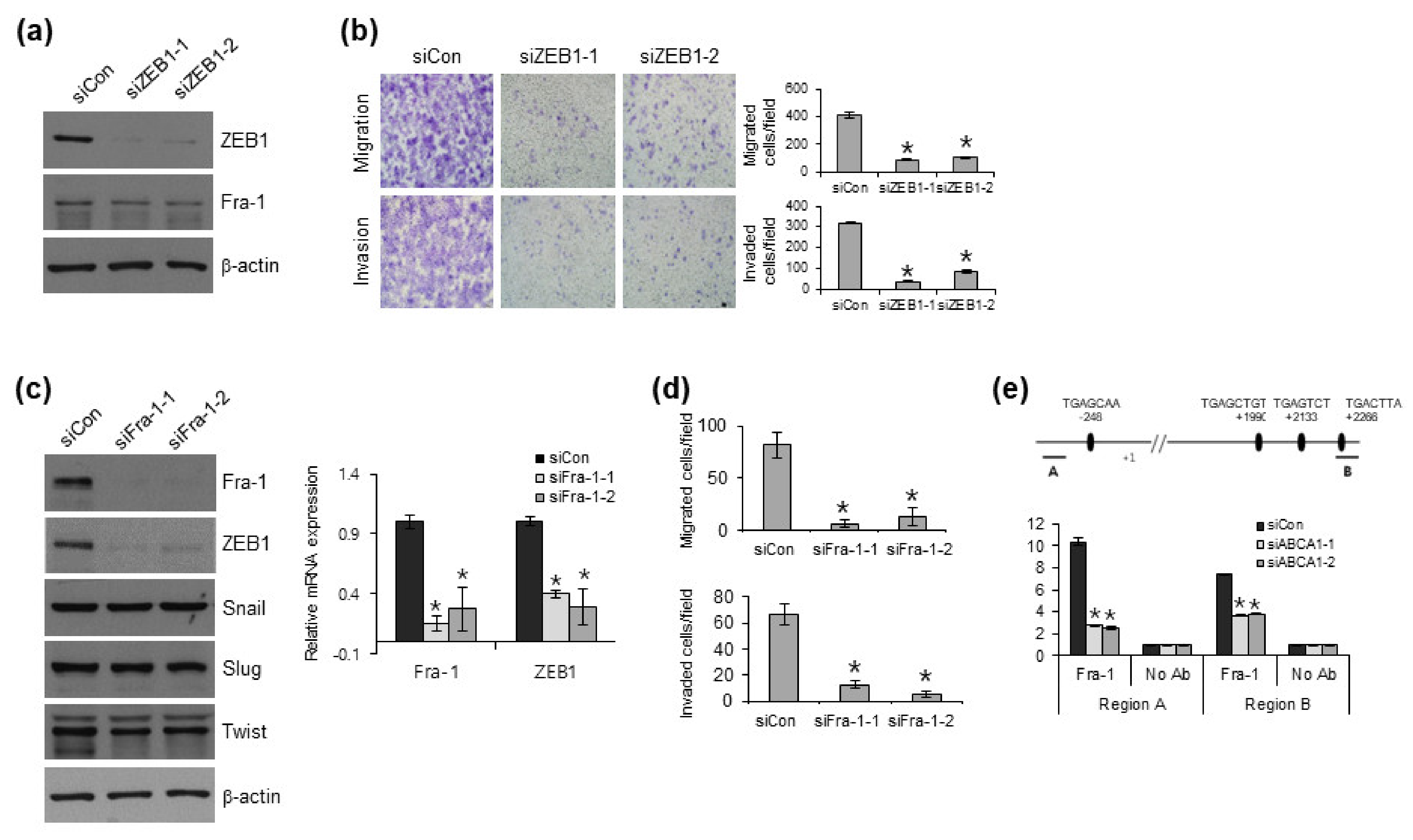Cells 12 00274 g005 Cells 12 00274 g005