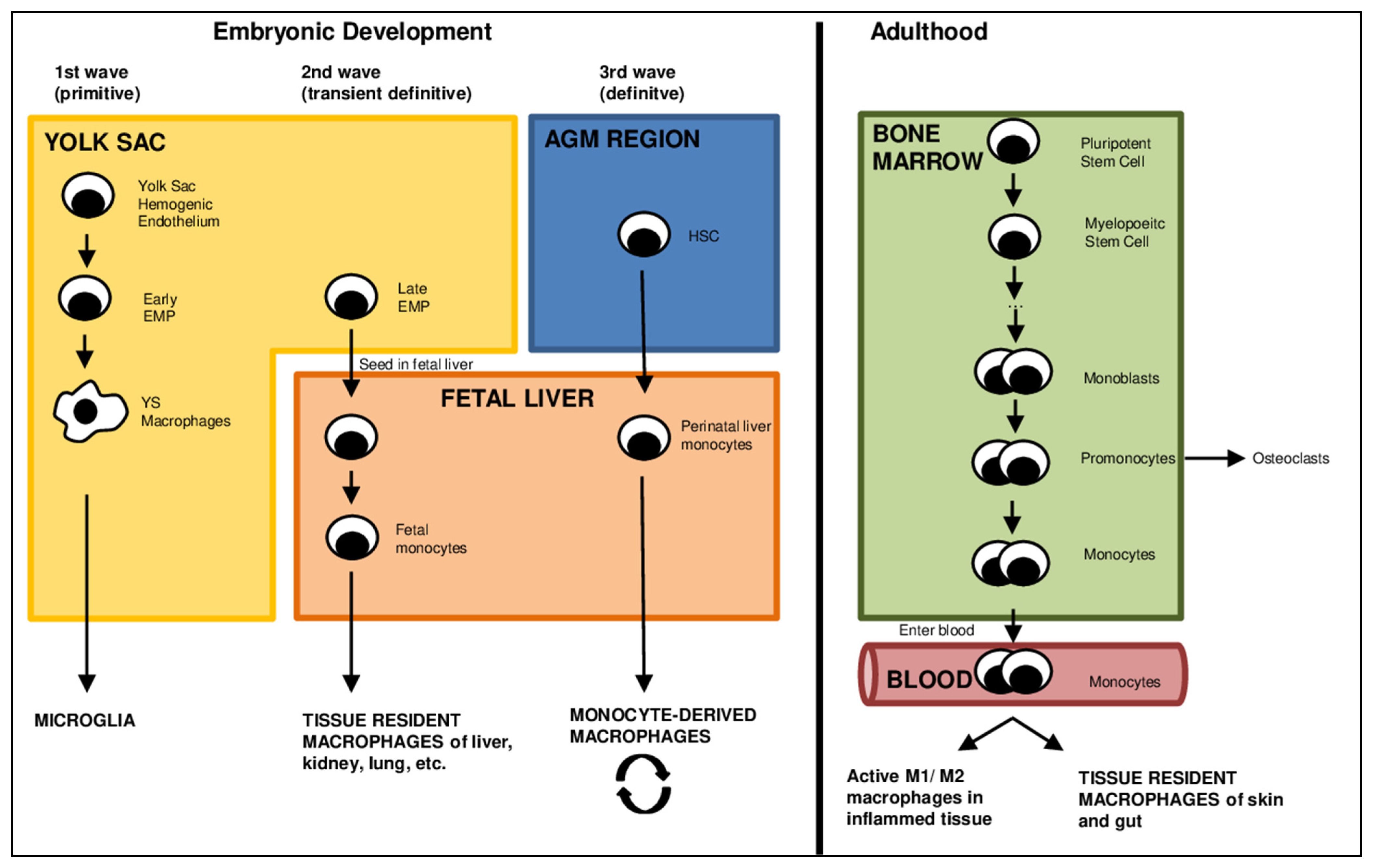 Monocyte progenitors give rise to multinucleated giant cells