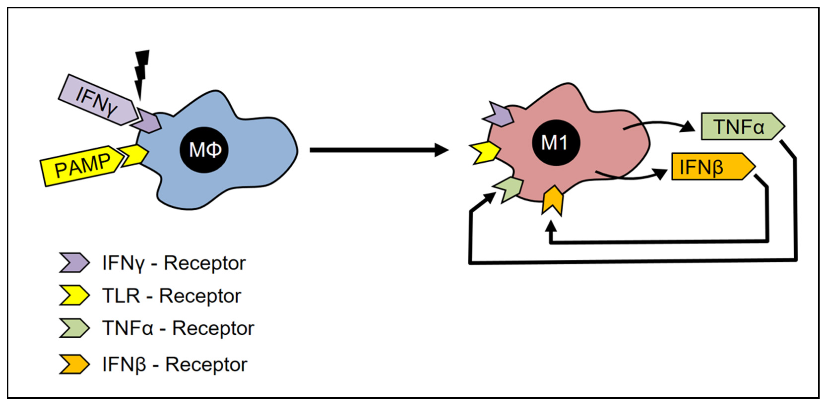 Cells 12 00276 g003 Cells 12 00276 g003