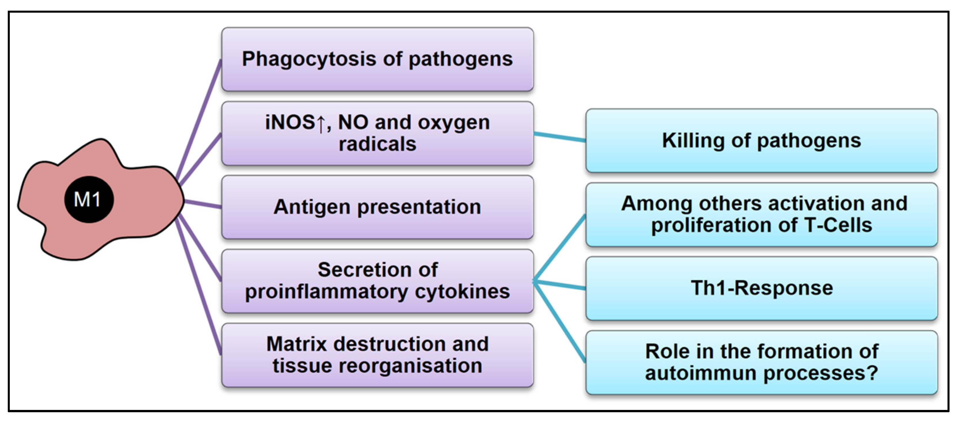 Cells 12 00276 g004 Cells 12 00276 g004