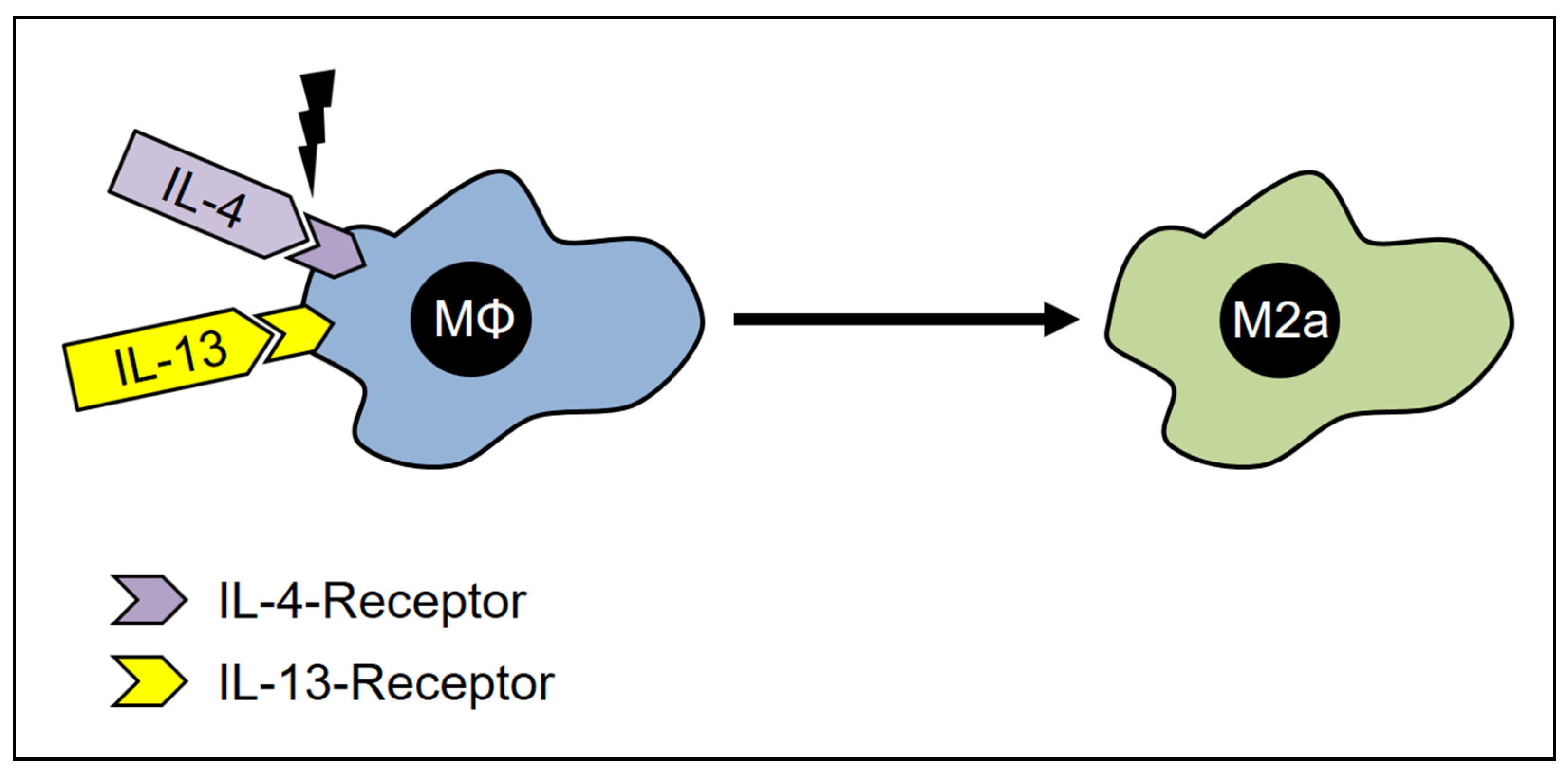 Cells 12 00276 g005 Cells 12 00276 g005