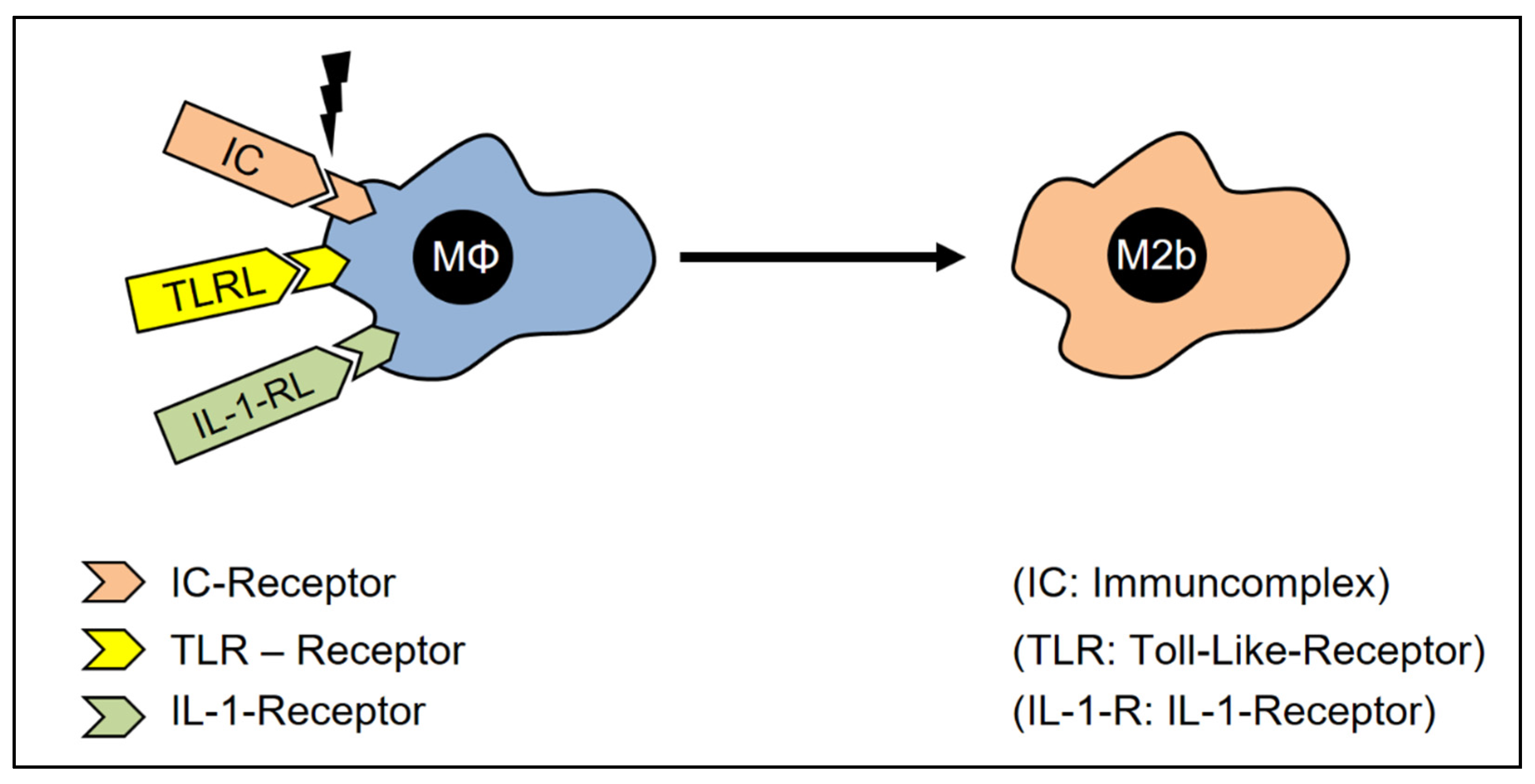 Cells 12 00276 g007 Cells 12 00276 g007