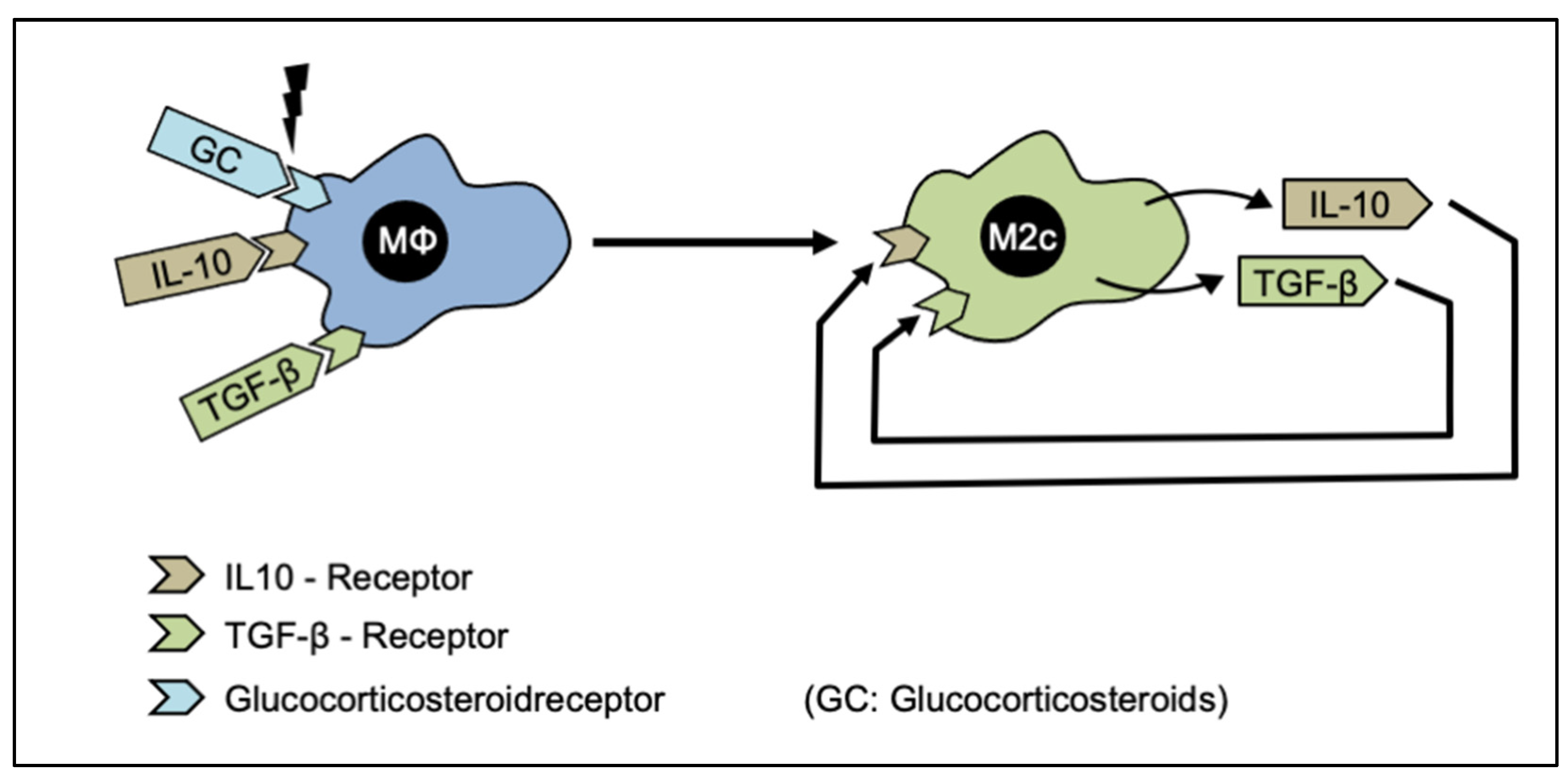 Cells 12 00276 g008 Cells 12 00276 g008
