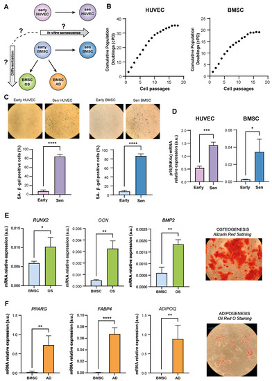 Genome-Wide Methylation Changes Associated with Replicative
